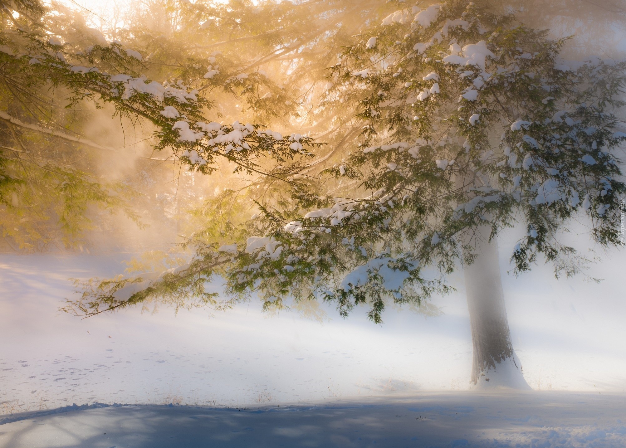 Zima, Drzewo, Mgła, Śnieg