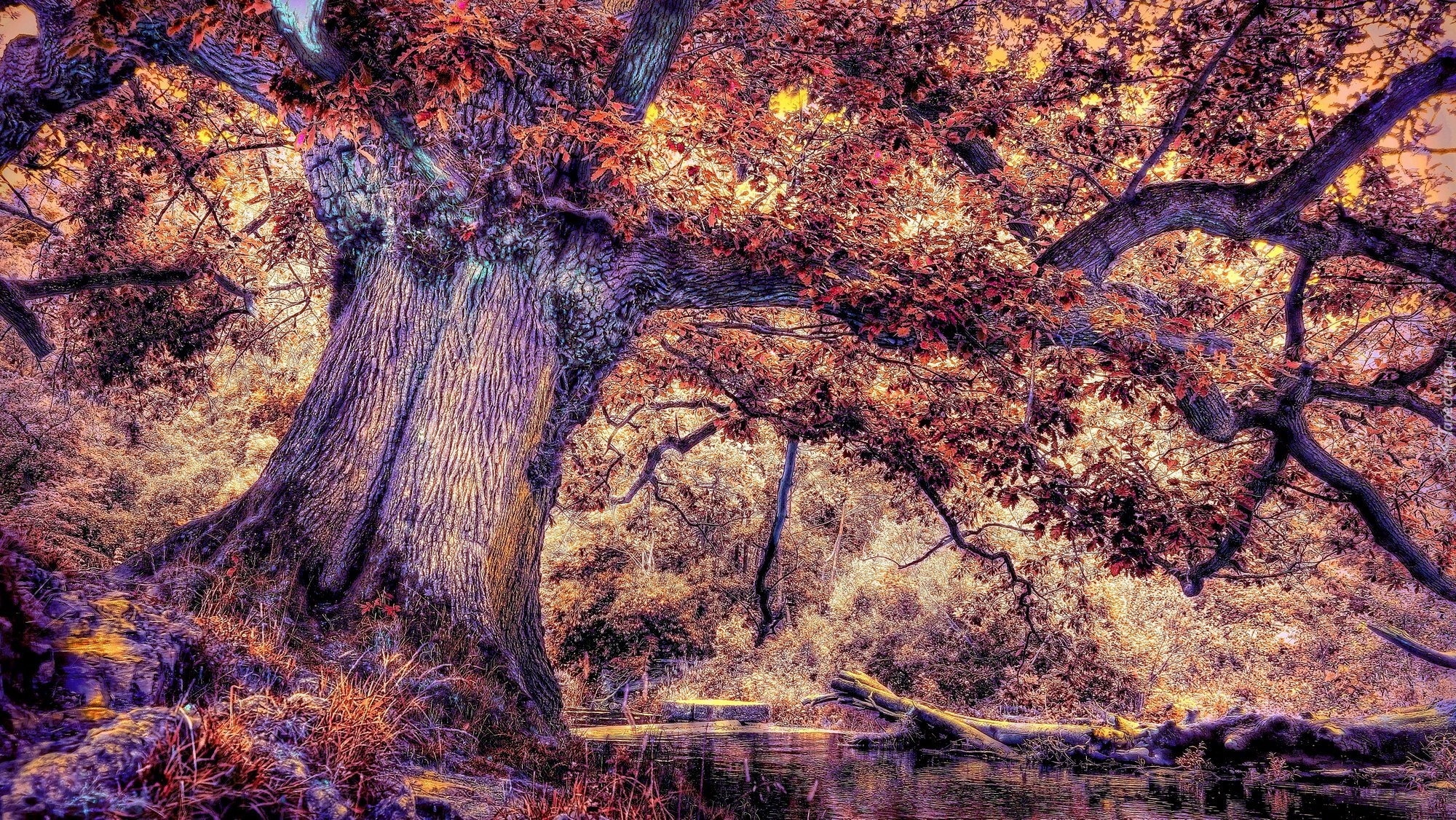 Jesień, Drzewo, rzeka