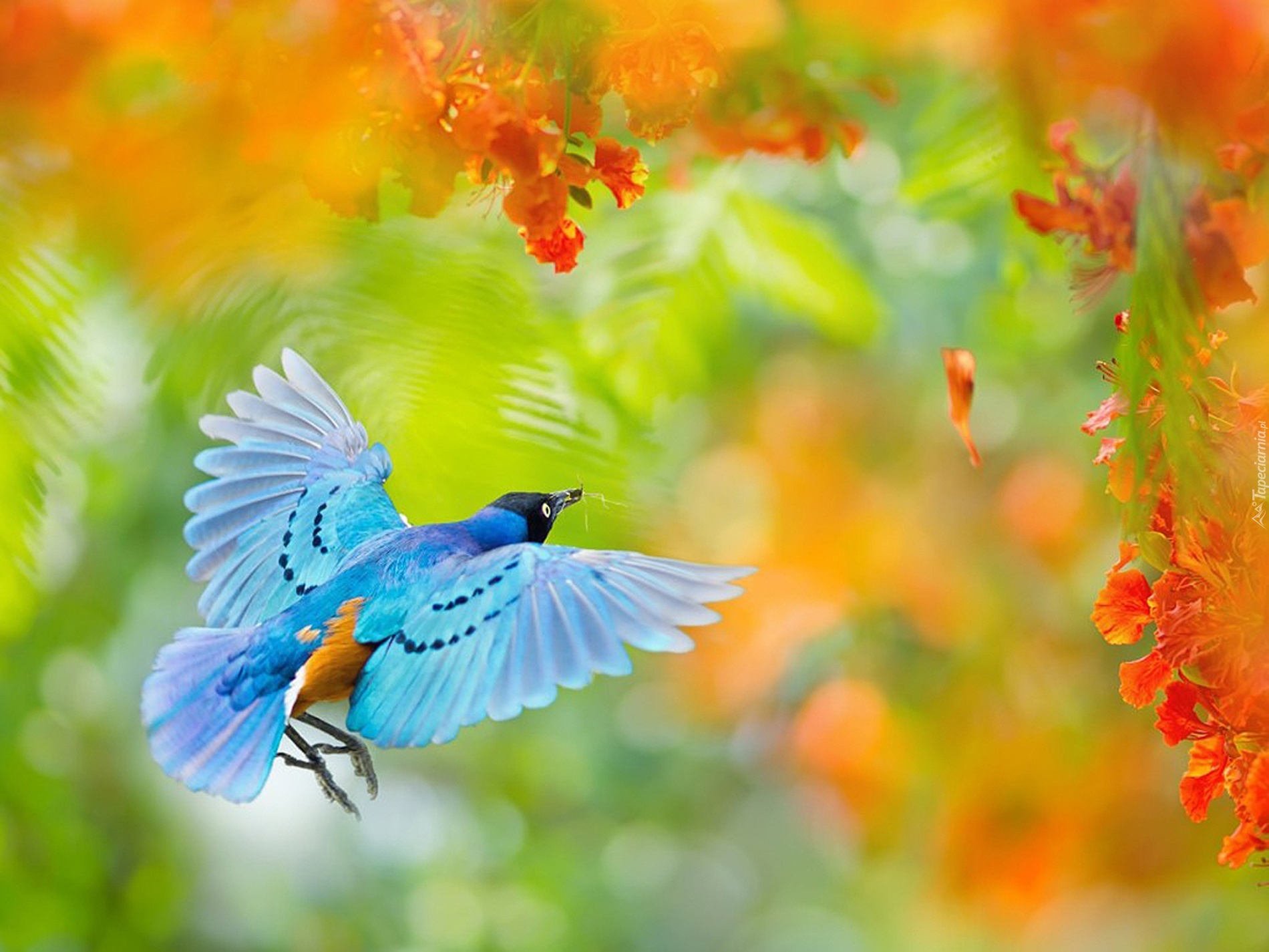 Niebieski, Ptak, Pomarańczowe, Kwiaty