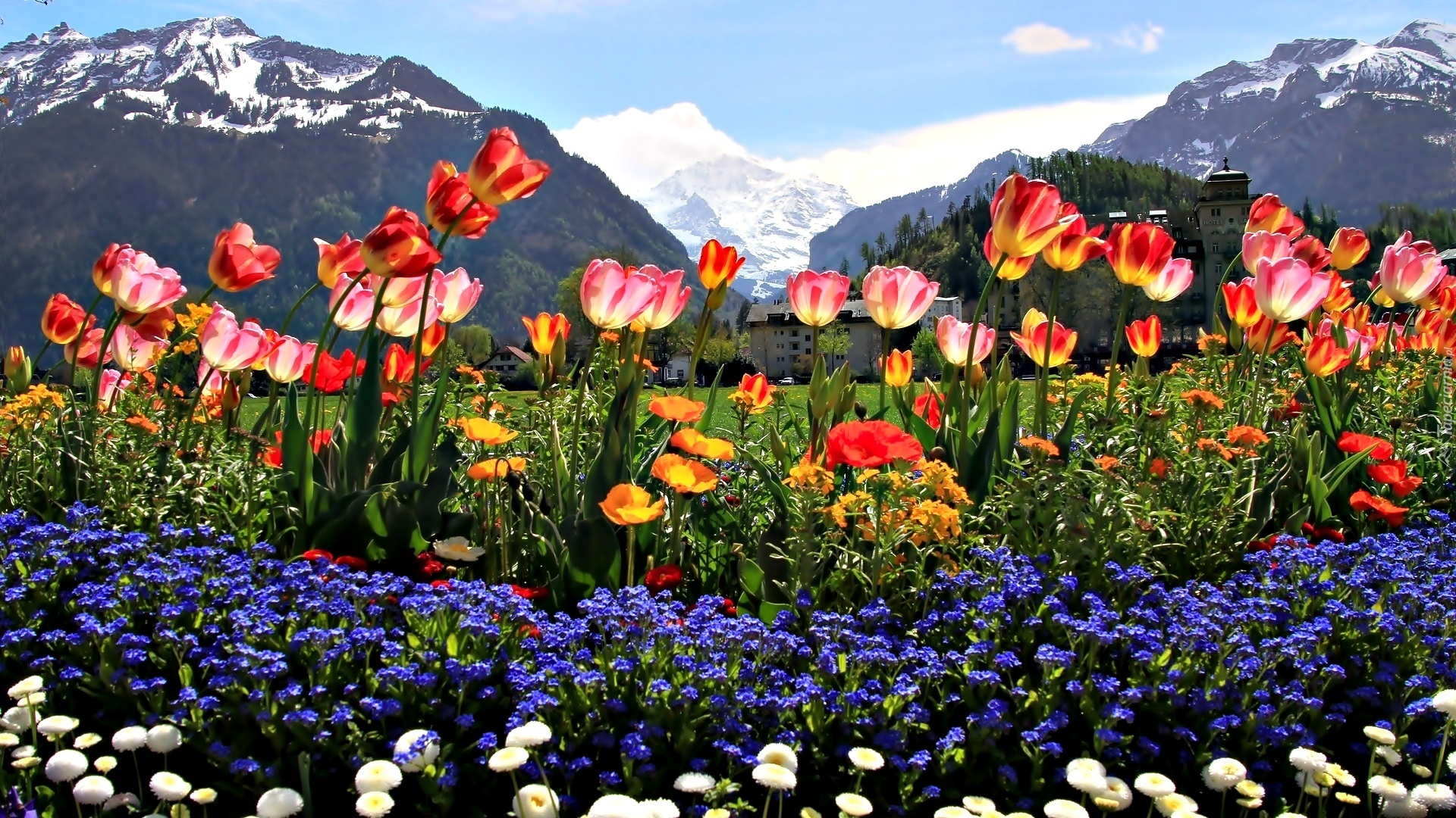Góry, Kwiaty, Tulipany, Stokrotki