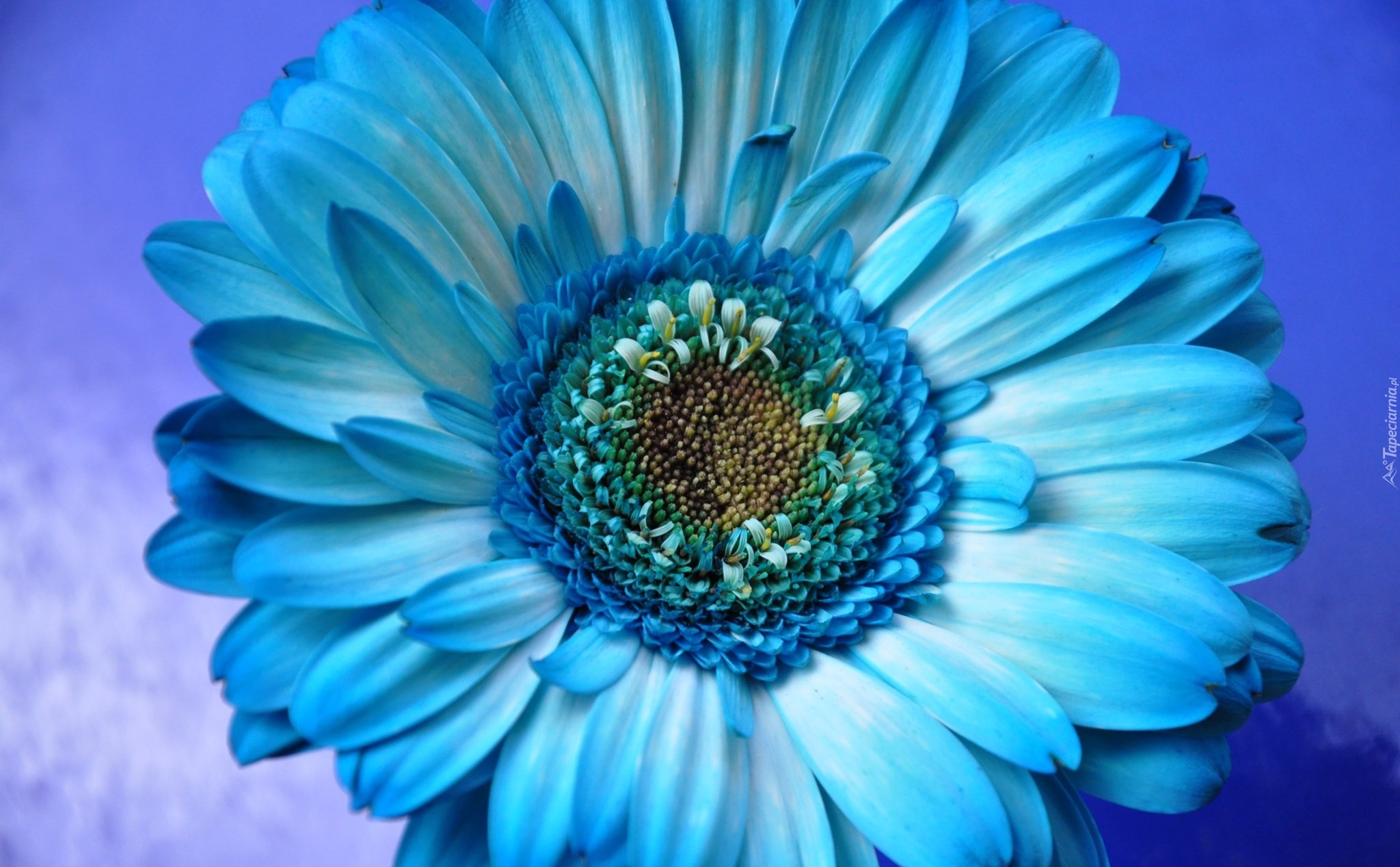 Niebieski, Kwiat
