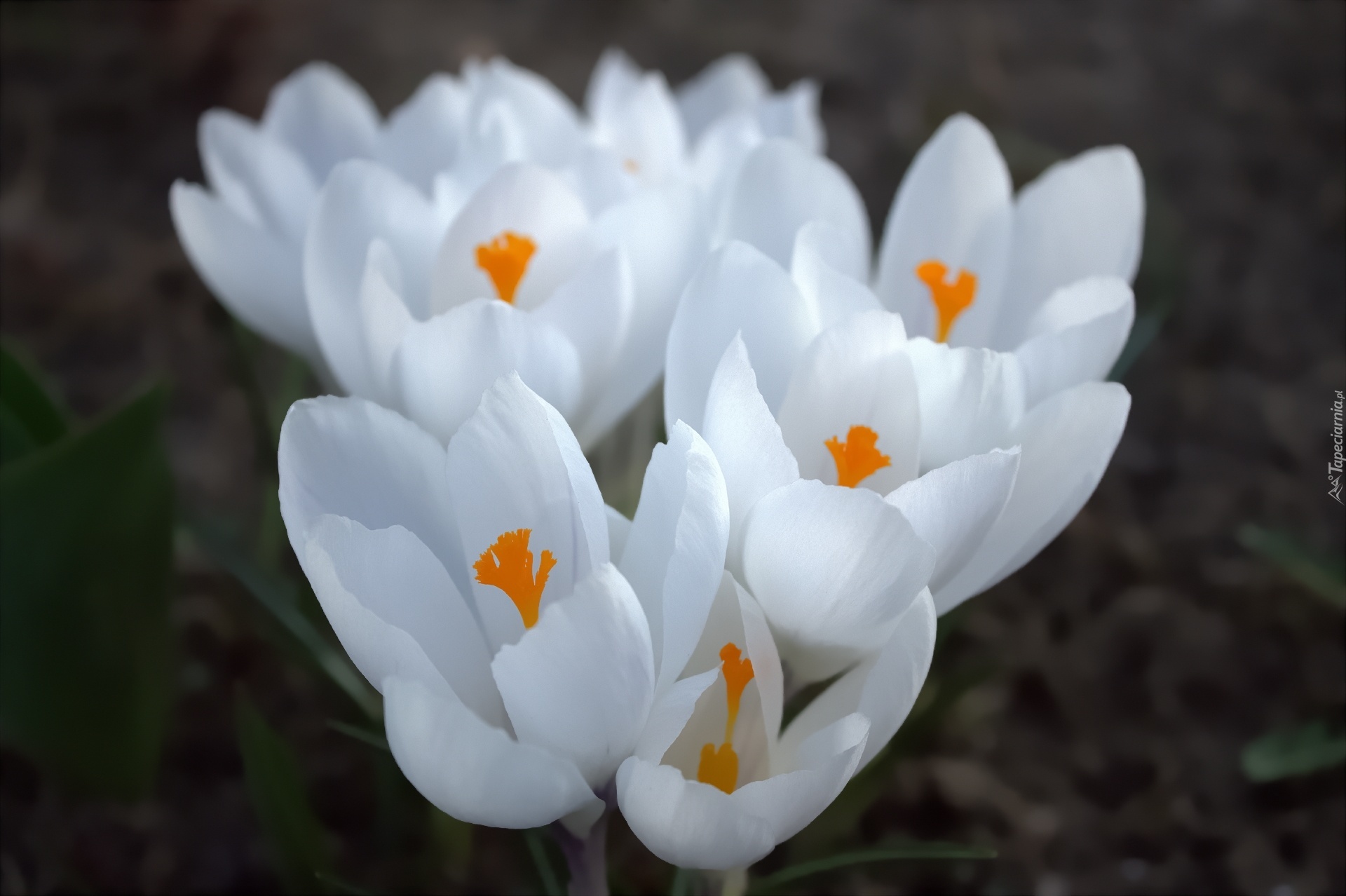Krokus, Biały, Kwiat