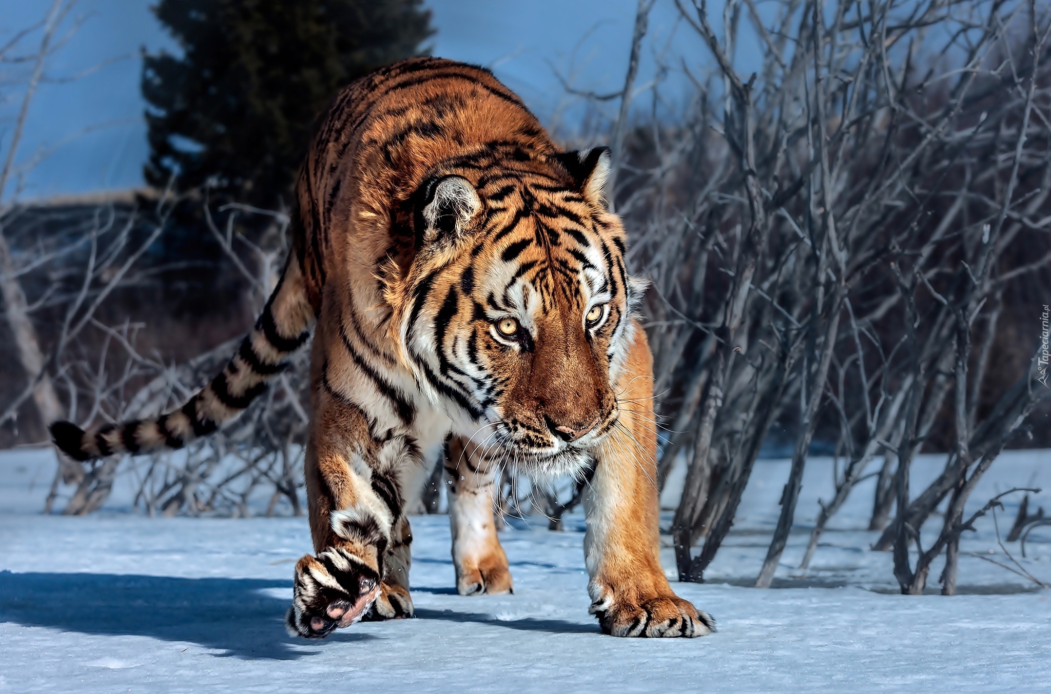 Tygrys, Zima, Śnieg, Krzaki