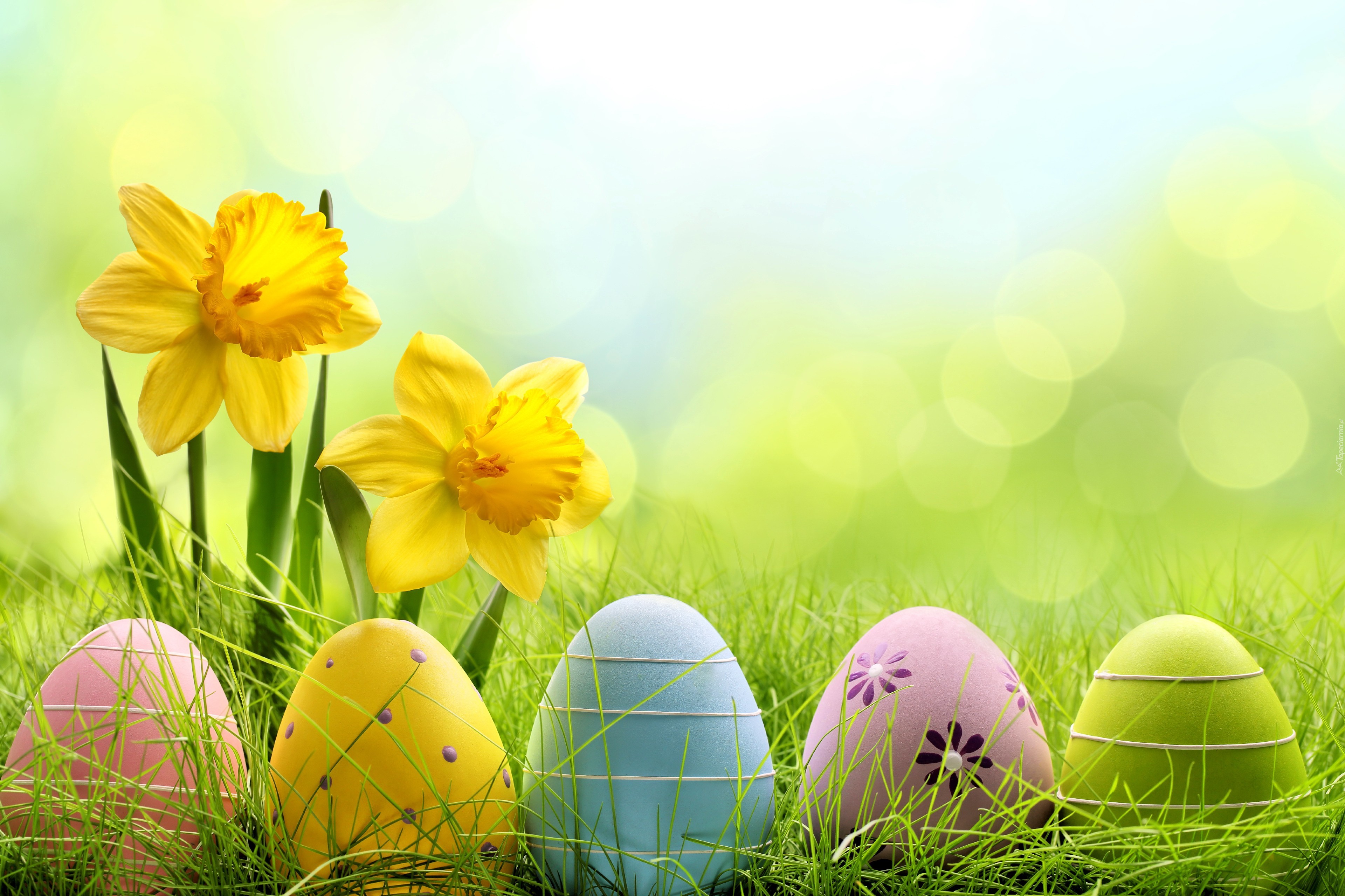 Wielkanoc, Żonkile, Kolorowe Jajka, Trawa, Poświata