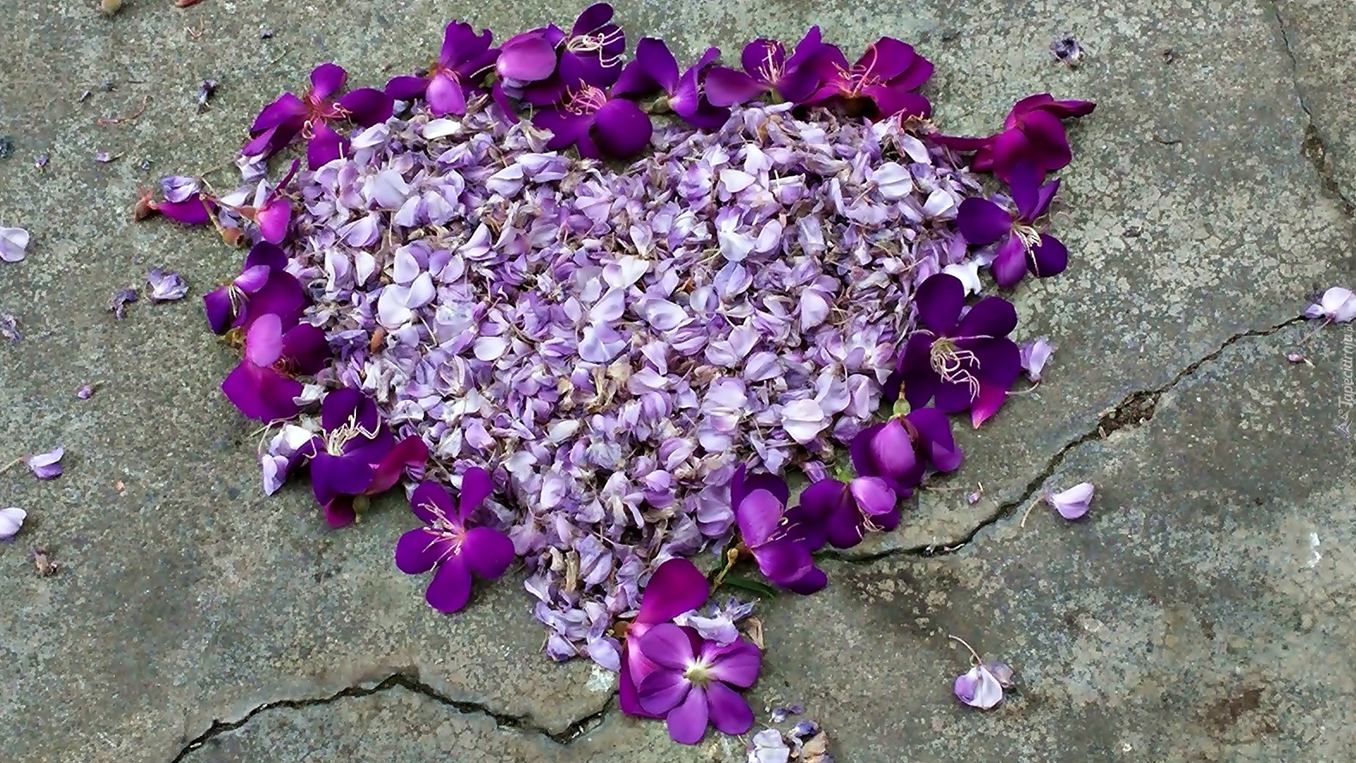 Walentynki, Fioletowe, Kwiaty, Serce, Miłość