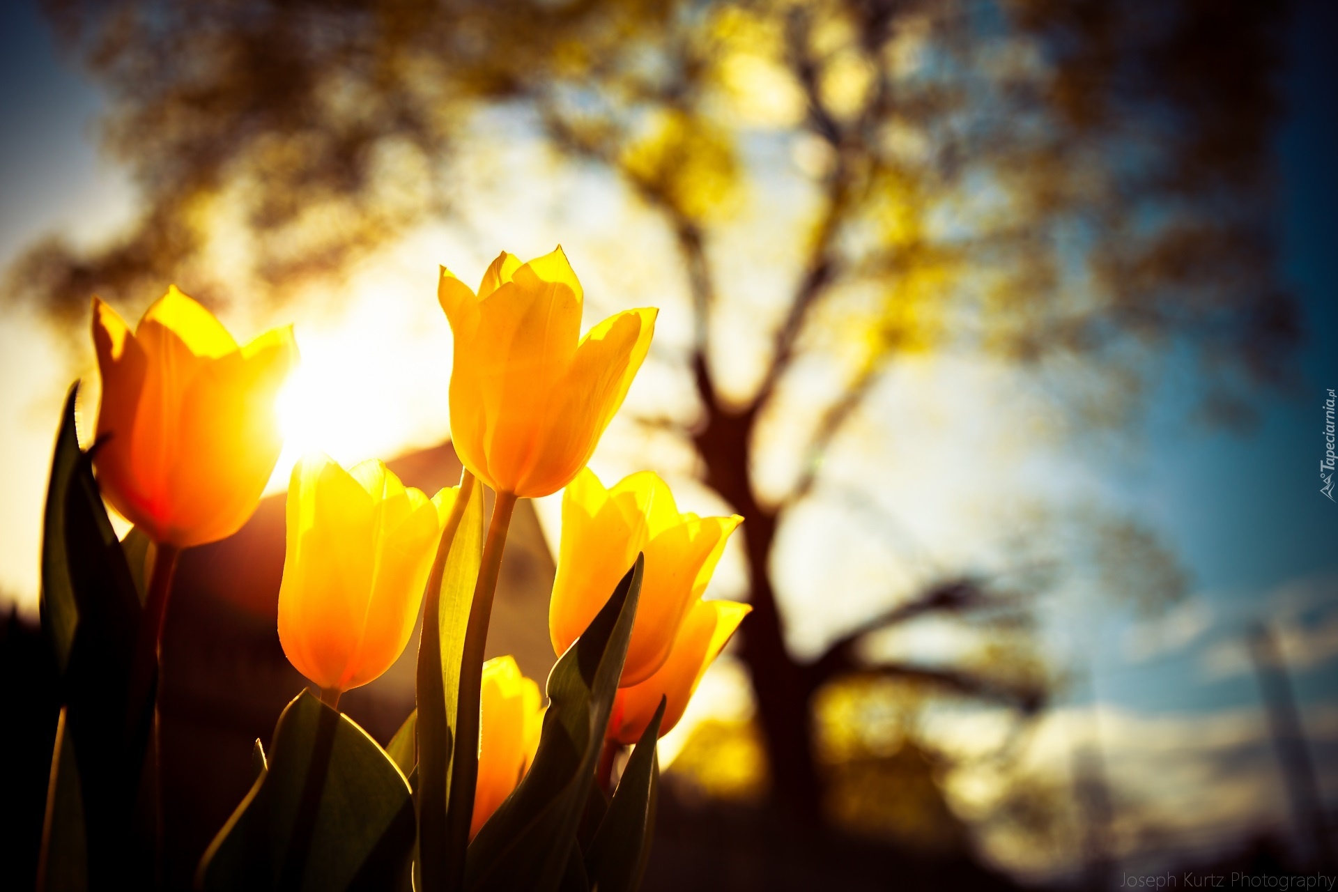 Tulipany, Światło, Drzewo
