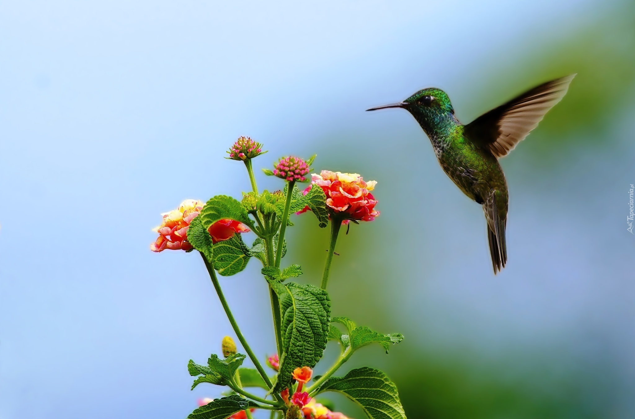 Koliber, Kwiatki