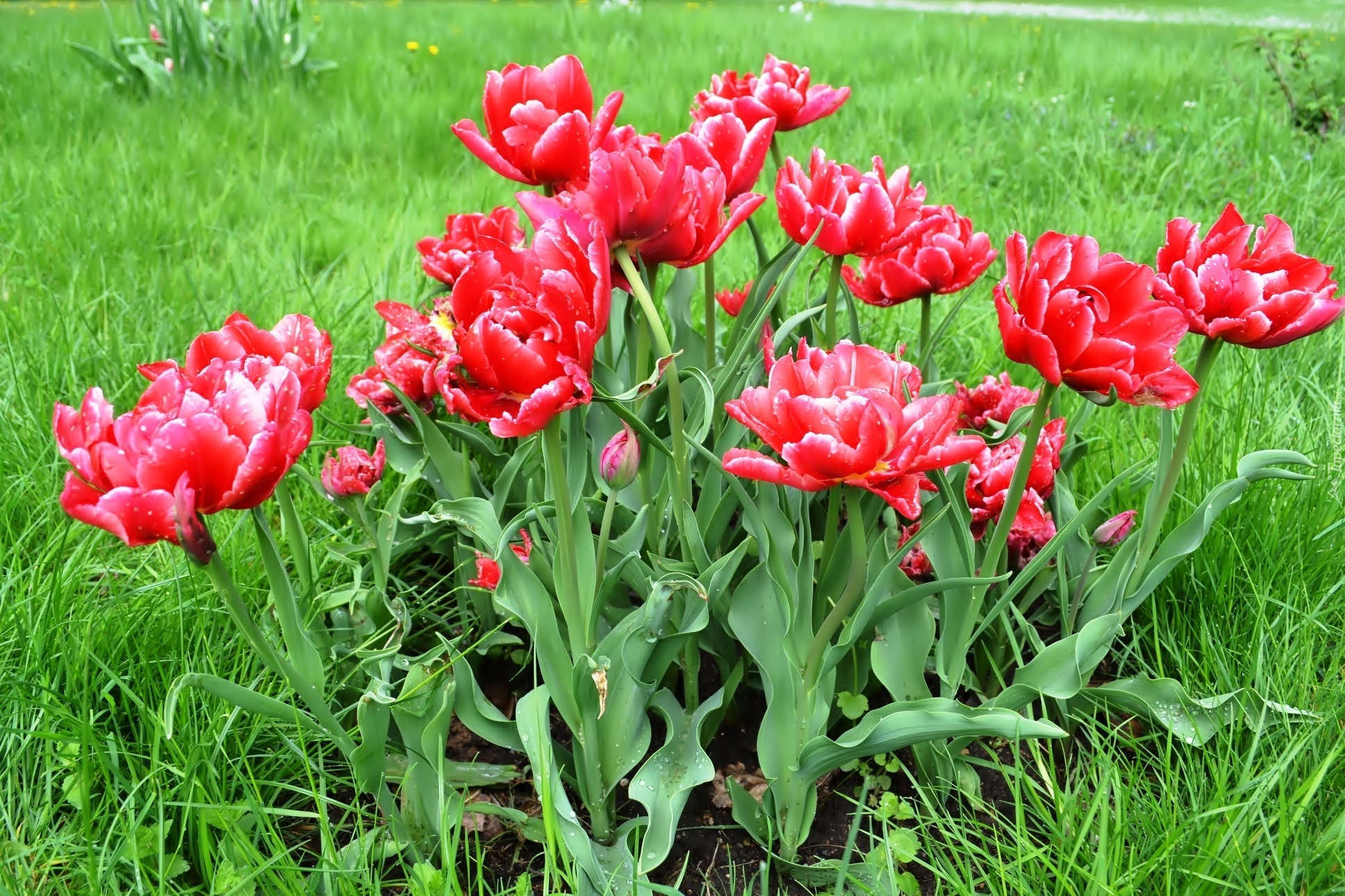 Wiosna, Łąka, Tulipany