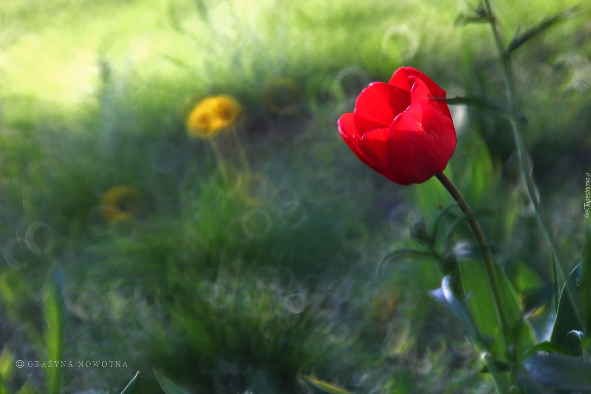 Czerwony, Tulipan, Kwiat, Bokeh