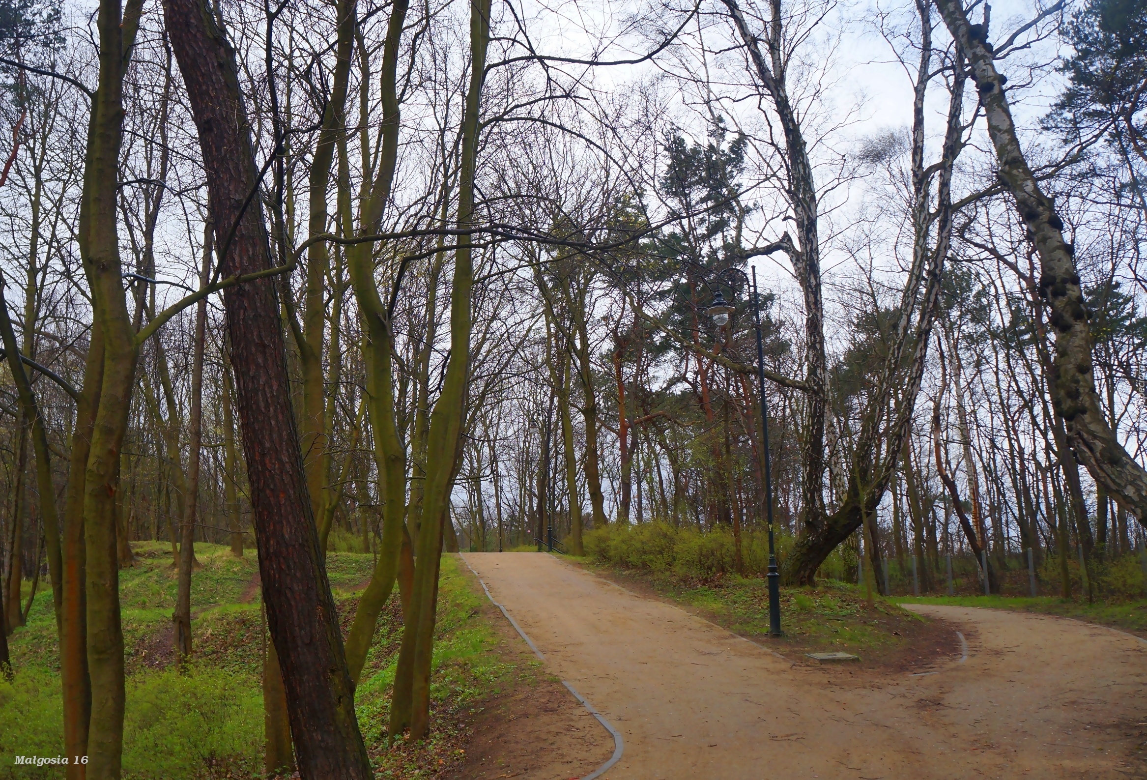 Park, Drzewa, Alejki