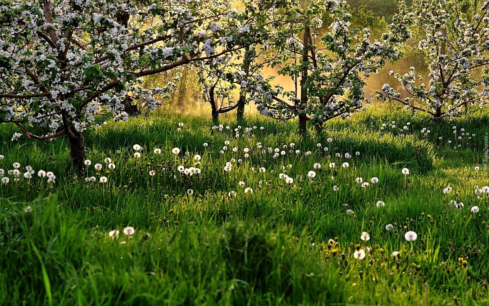 Wiosna, Kwitnące, Drzewa, Łąka, Dmuchawce