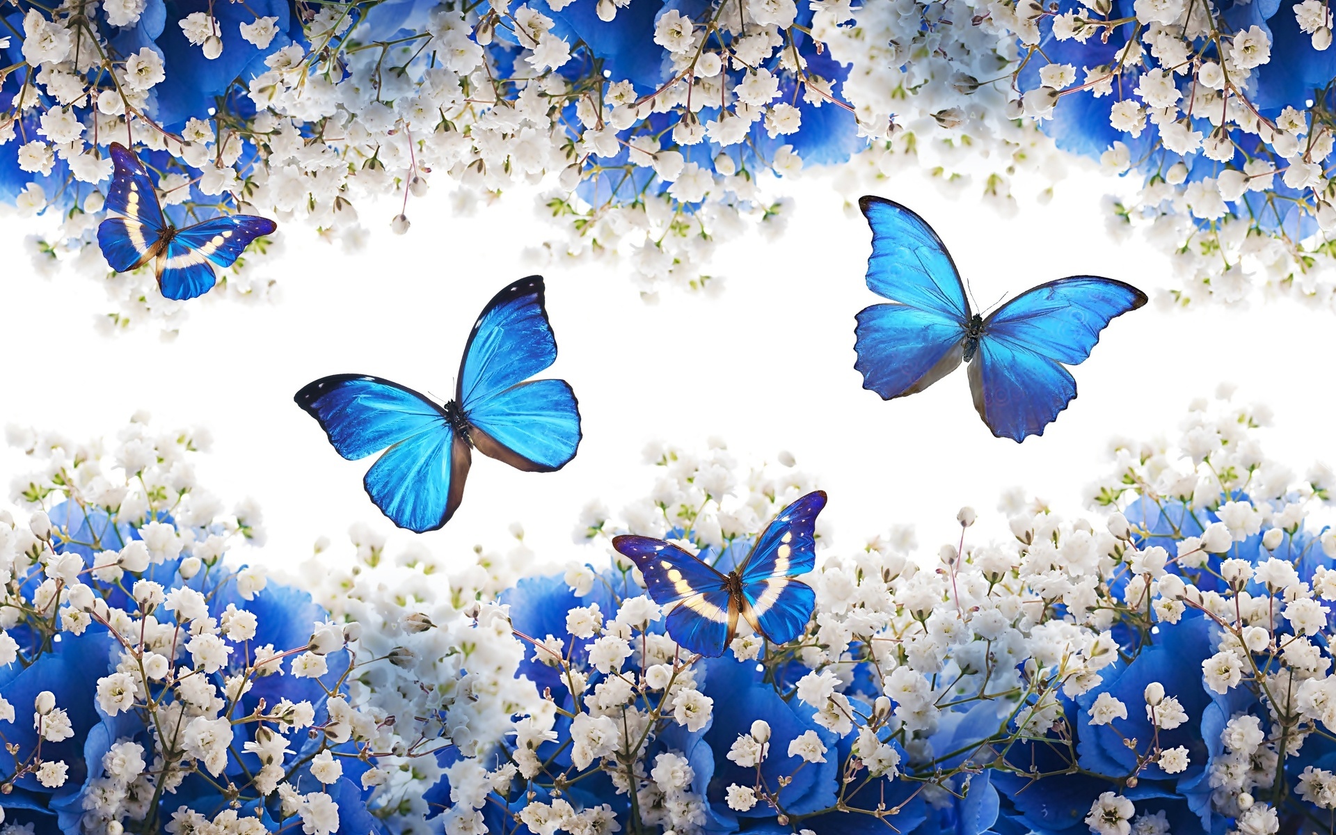Grafika, Niebieskie, Motyle, Białe, Kwiatki