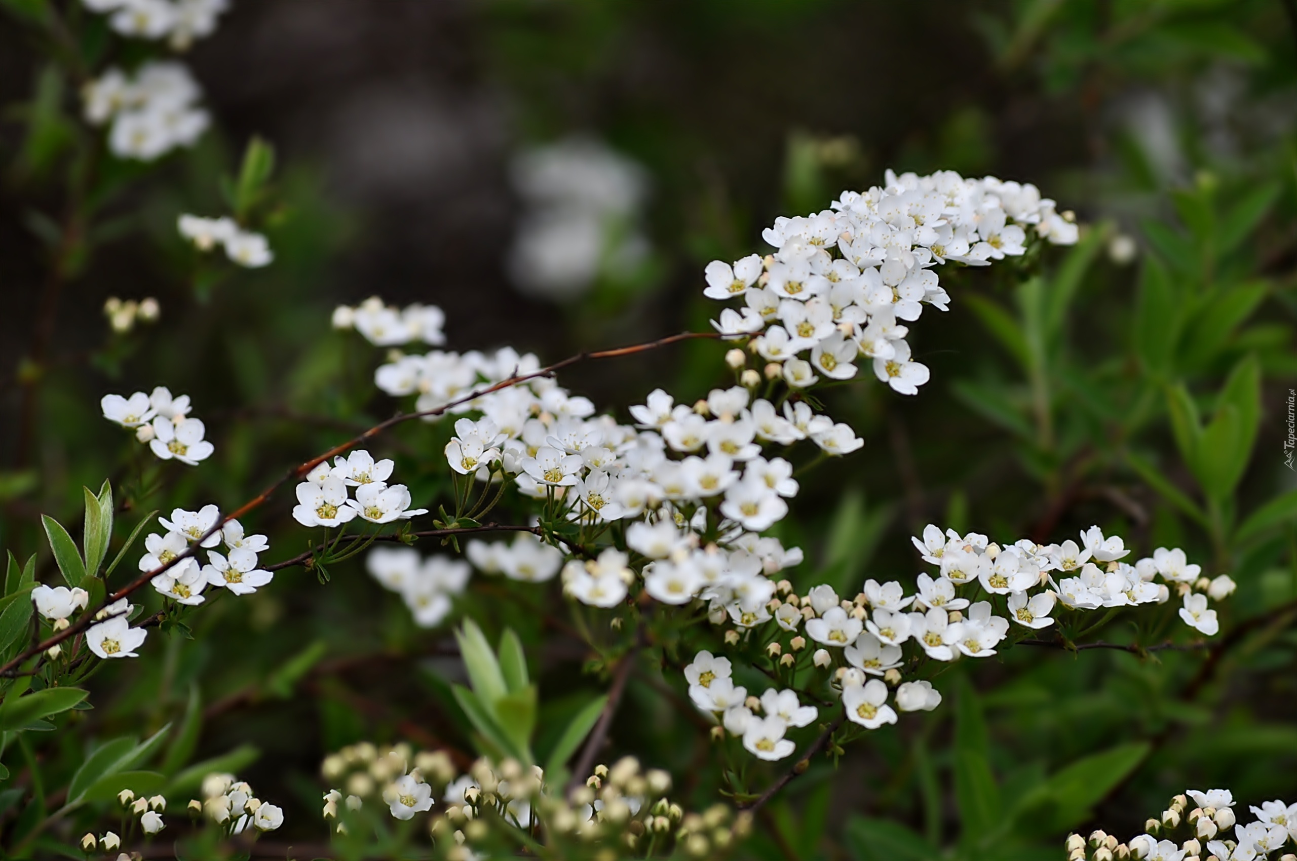 Białe, Kwiaty, Tawuła japońska
