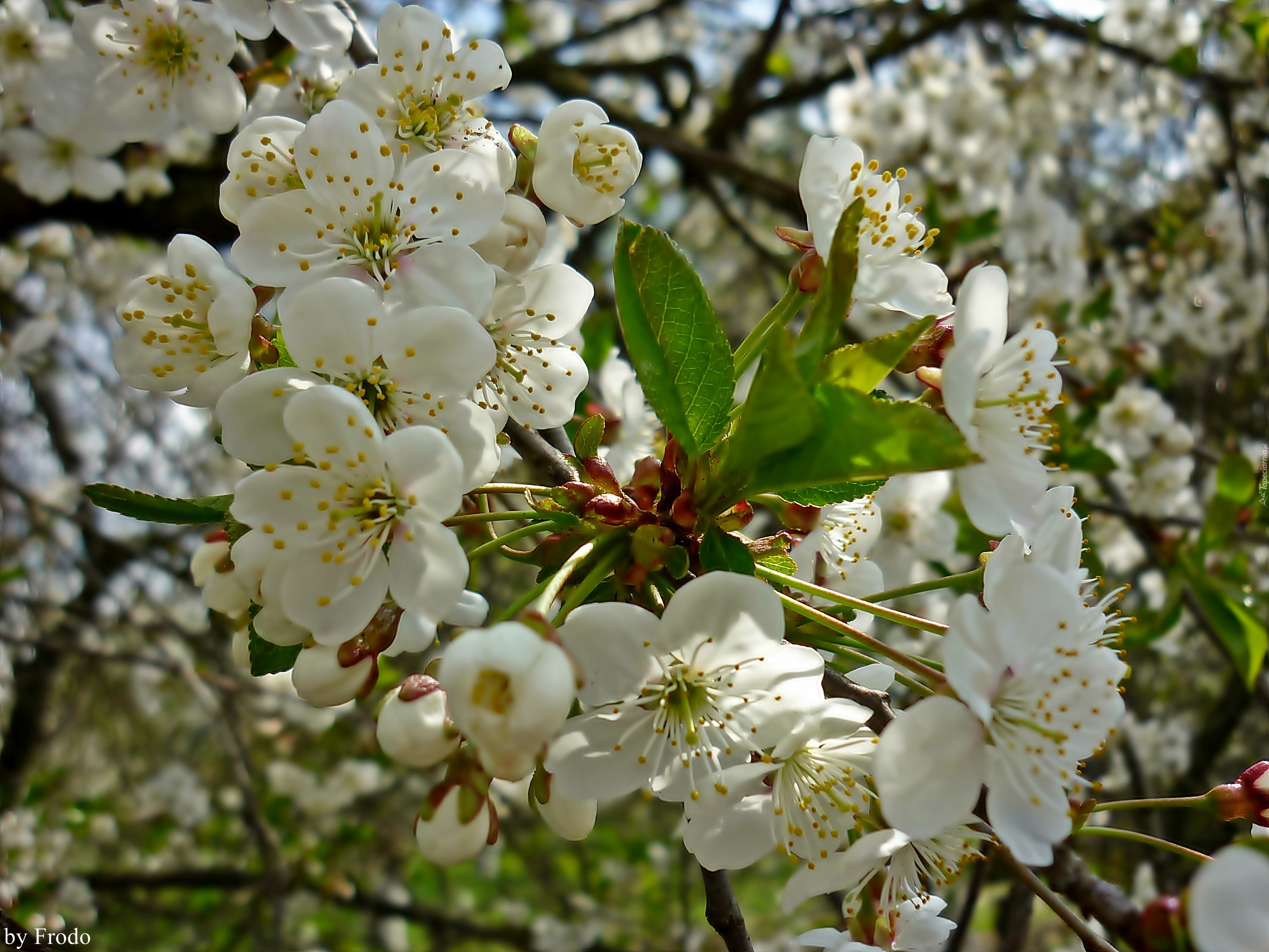 drzewo-owocowe-kwitn-ce-kwiaty-wiosna
