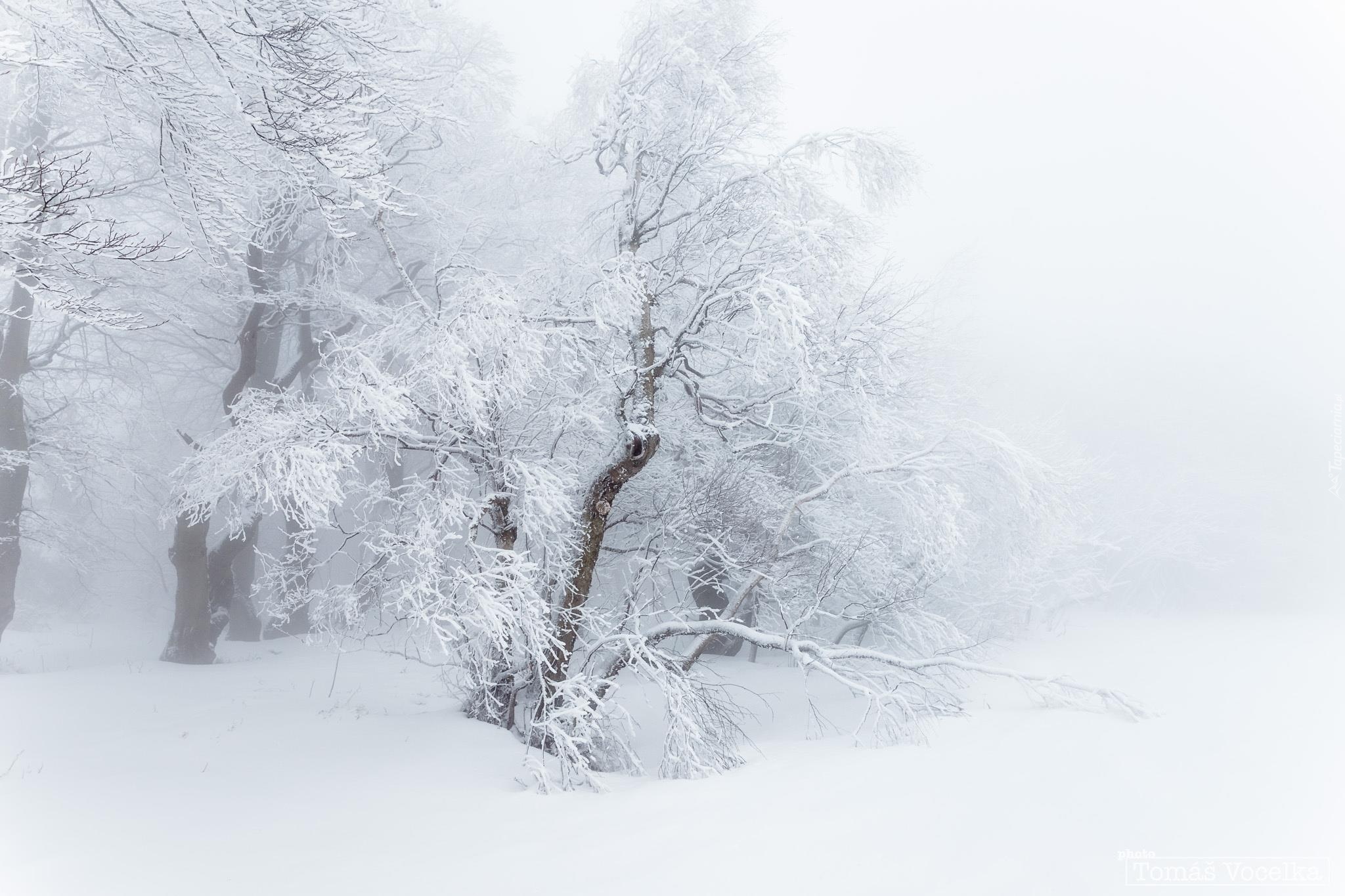 Oszronione, Drzewa, Śnieg