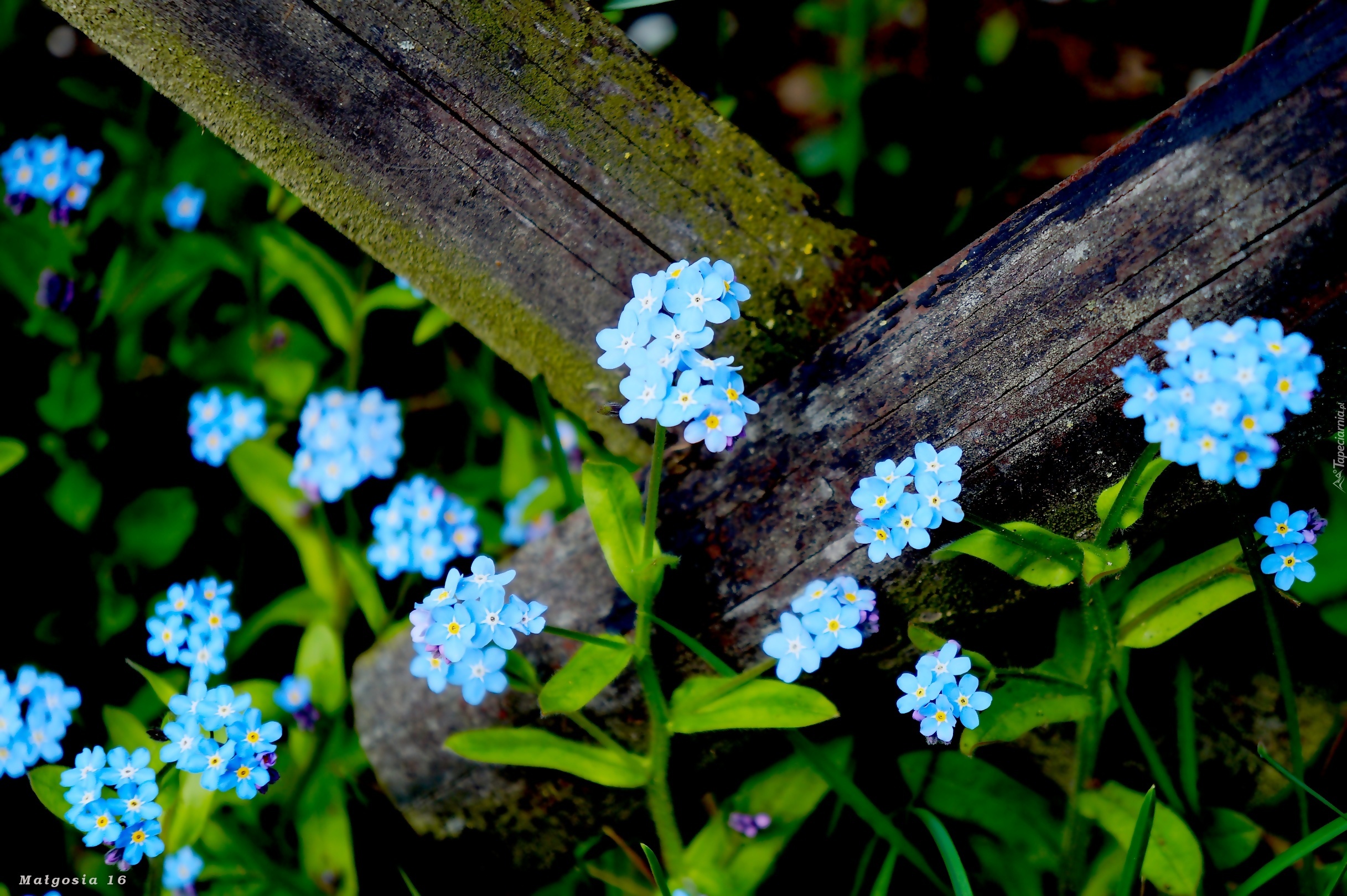 Kwiaty, Niezapominajka, Niebieskie