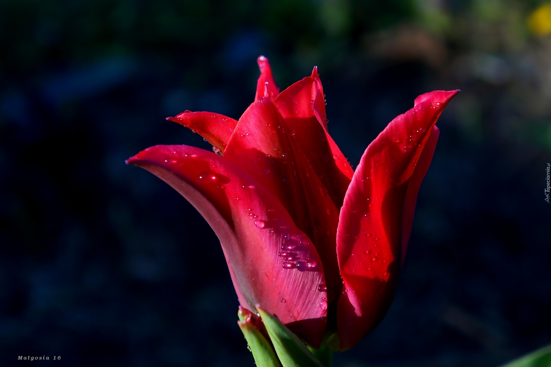 Czerwony, Kwiat, Tulipan