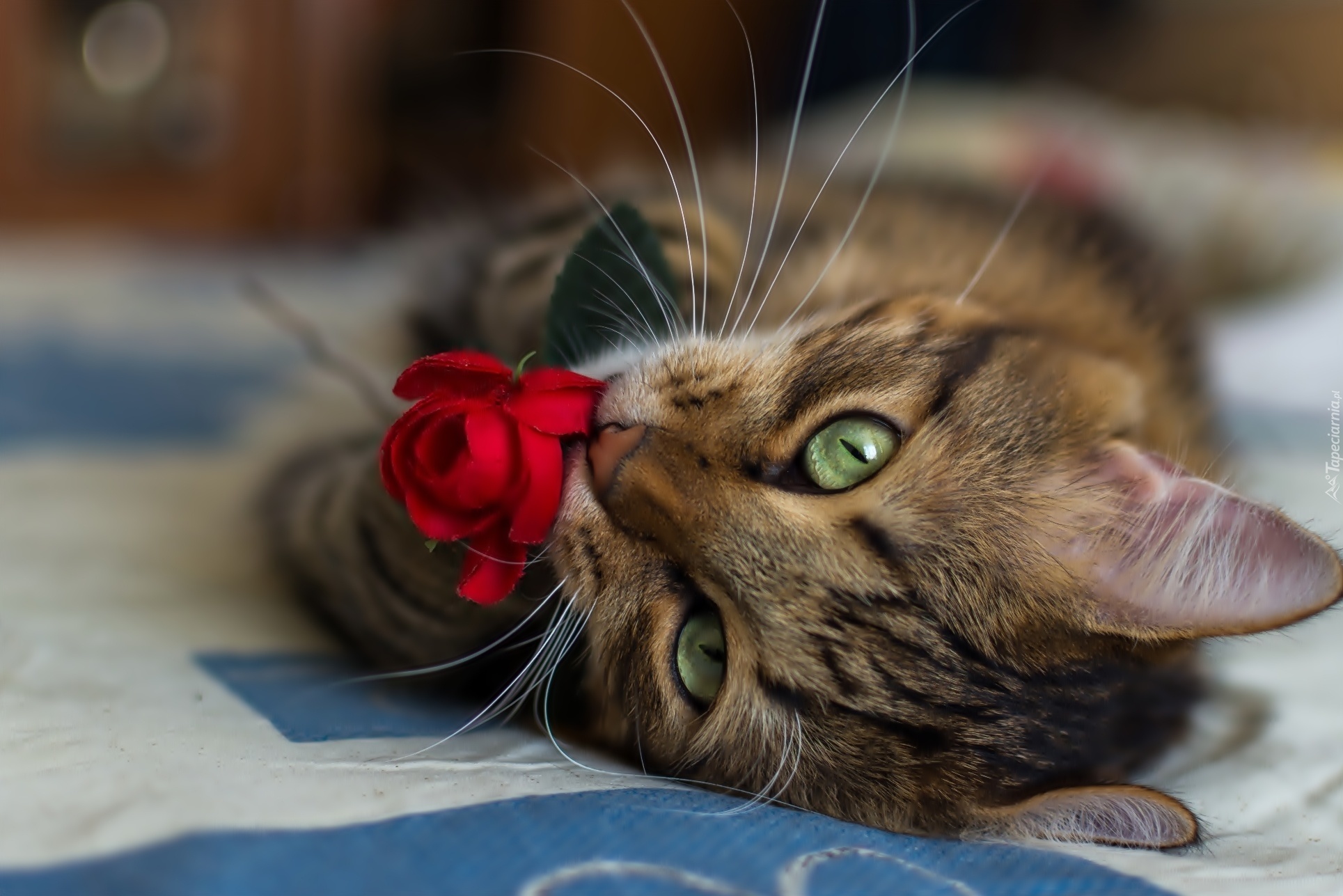 Kotek, Czerwona, Róża