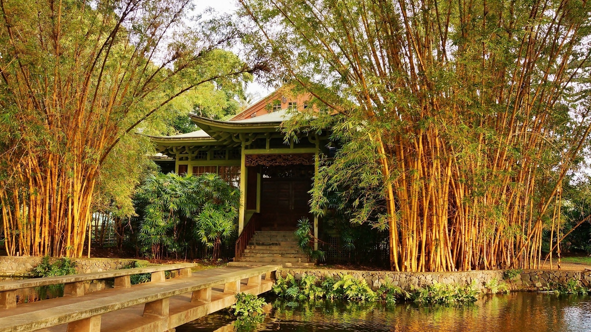 Dom, Ogród, Bambus