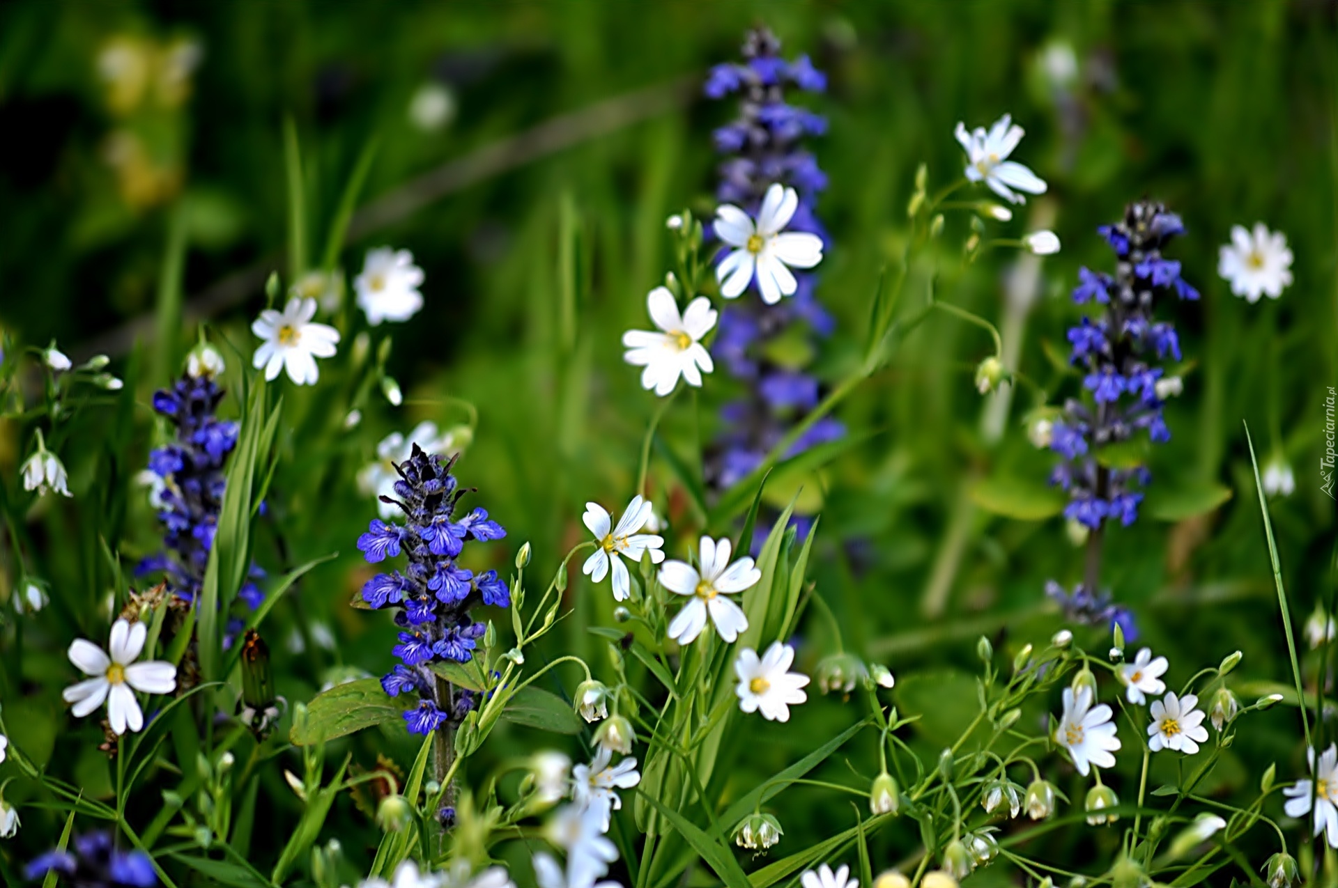Białe, Niebieskie, Kwiaty