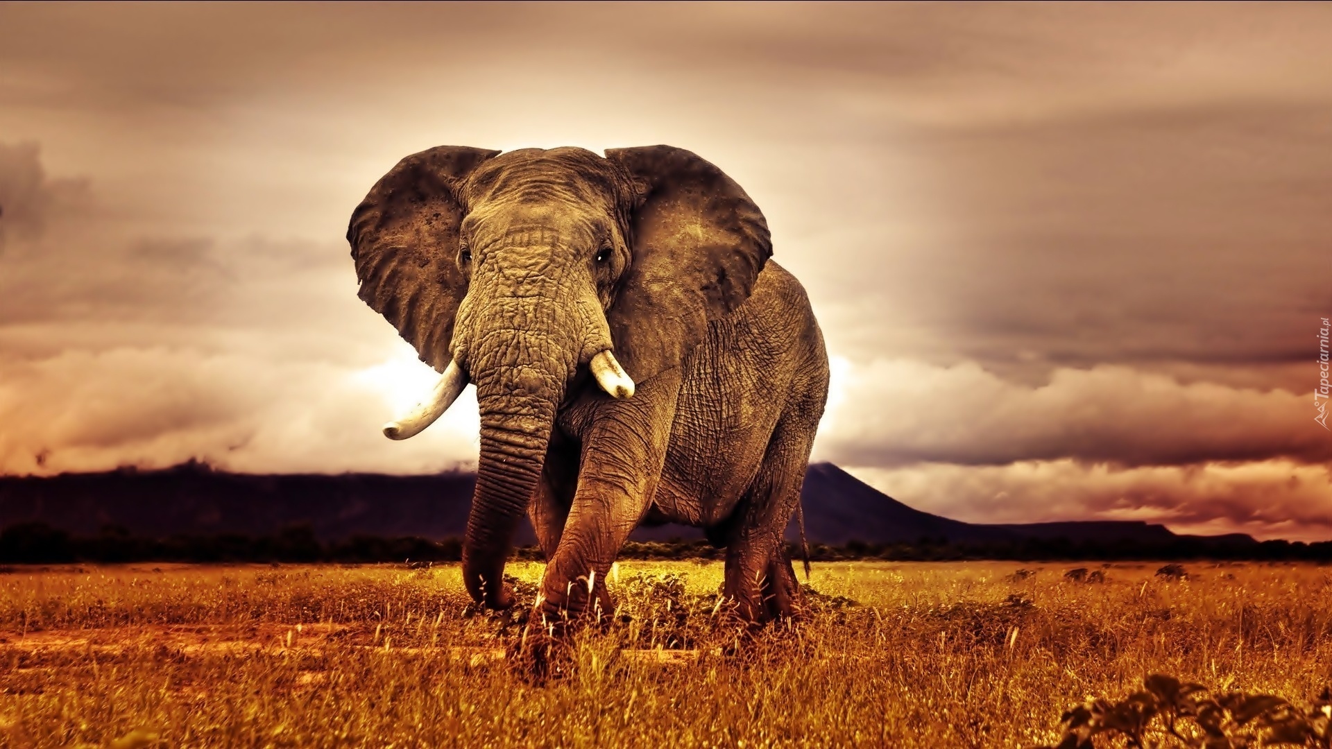 Słoń, Afryka