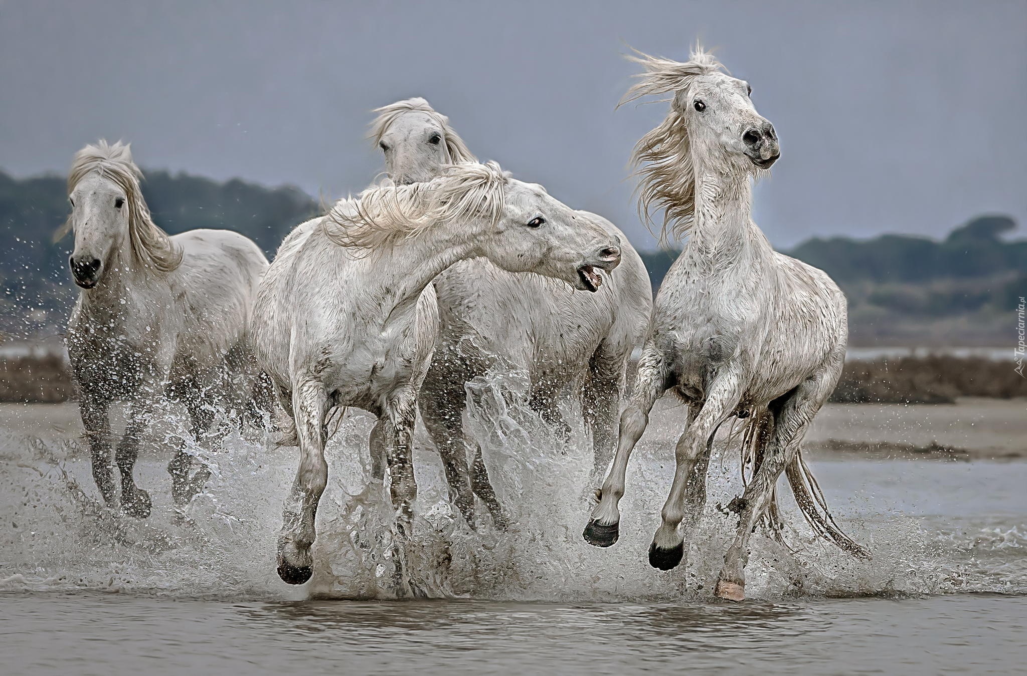 Konie, Białe, Galop, Woda
