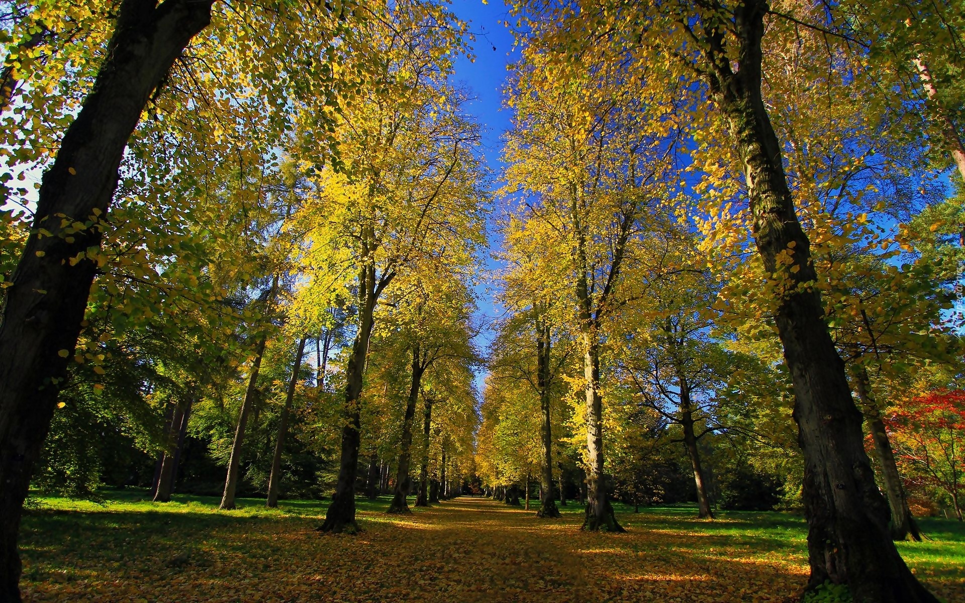 Park, Droga, Drzewa, Jesień