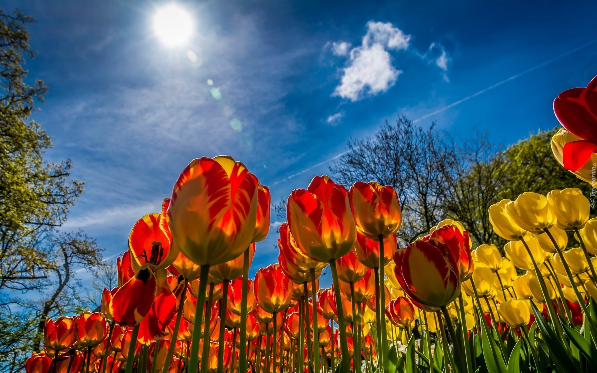 Tulipany, Niebo, Słońce, Wiosna