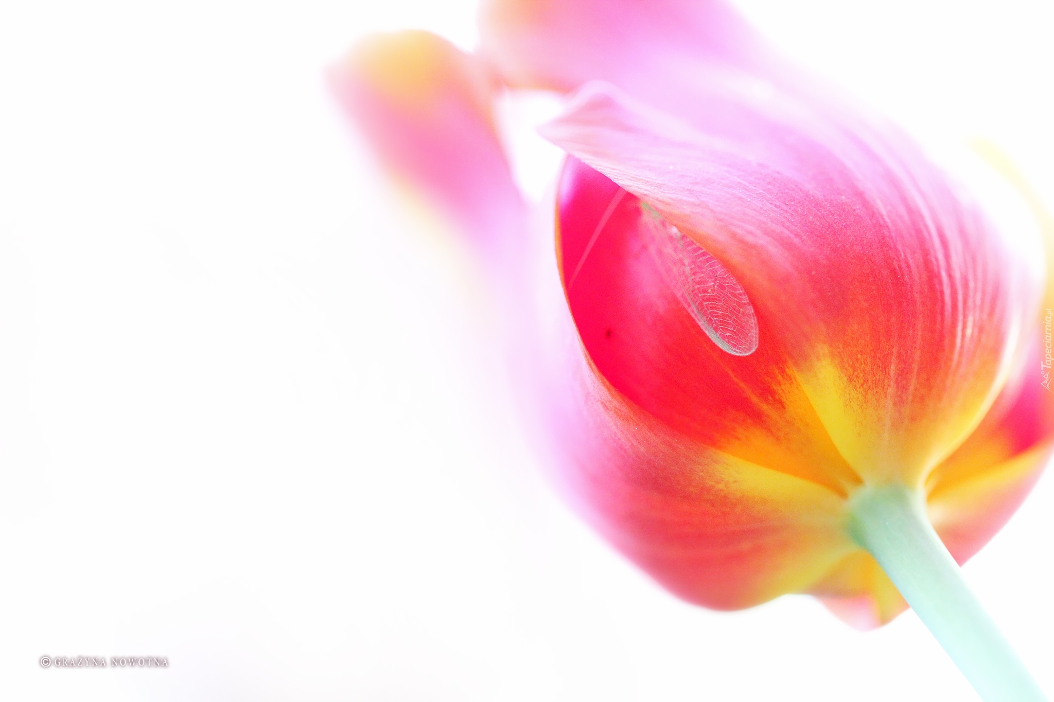 Tulipan, Kwiat, Czerwony