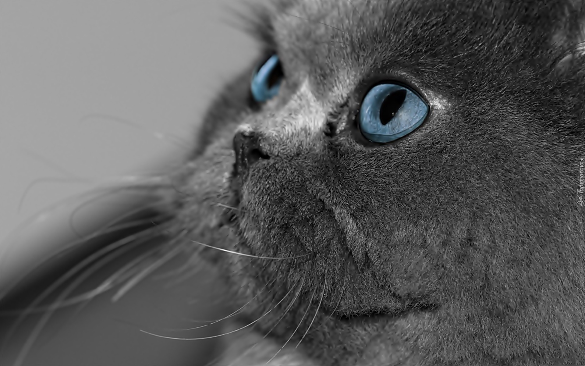 Kot, Niebieskie Oczy