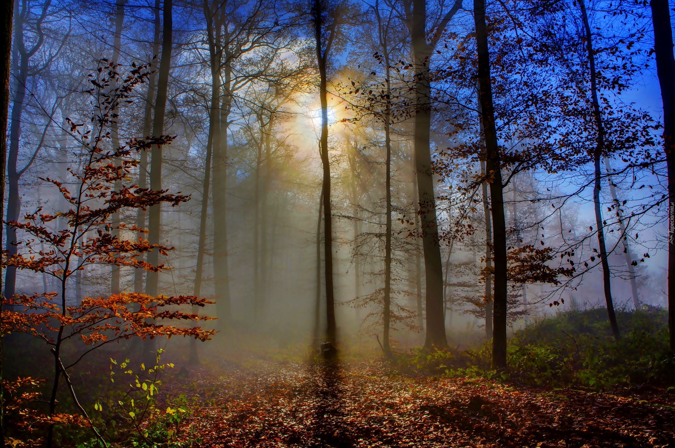 Las, Jesień, Mgła, Promienie, Słońca