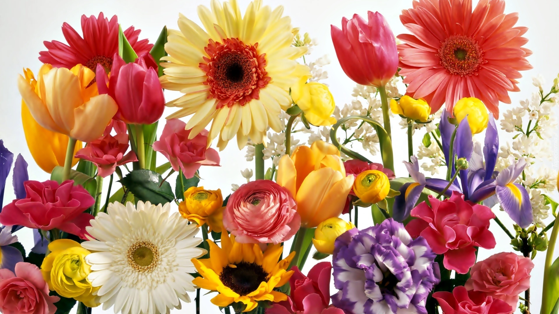 Kwiaty, Róże, Gerbery, Tulipany, Słonecznik