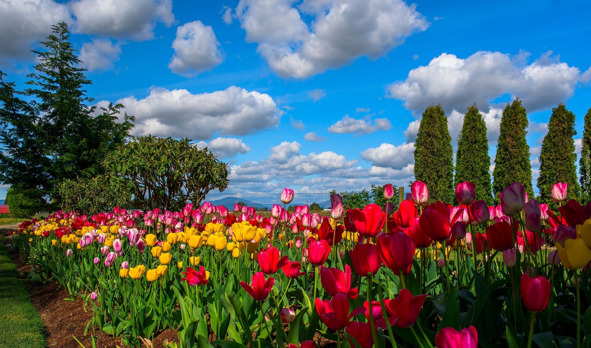 Kolorowe Tulipany, Ogródek, Drzewa, Niebo, Obłoki
