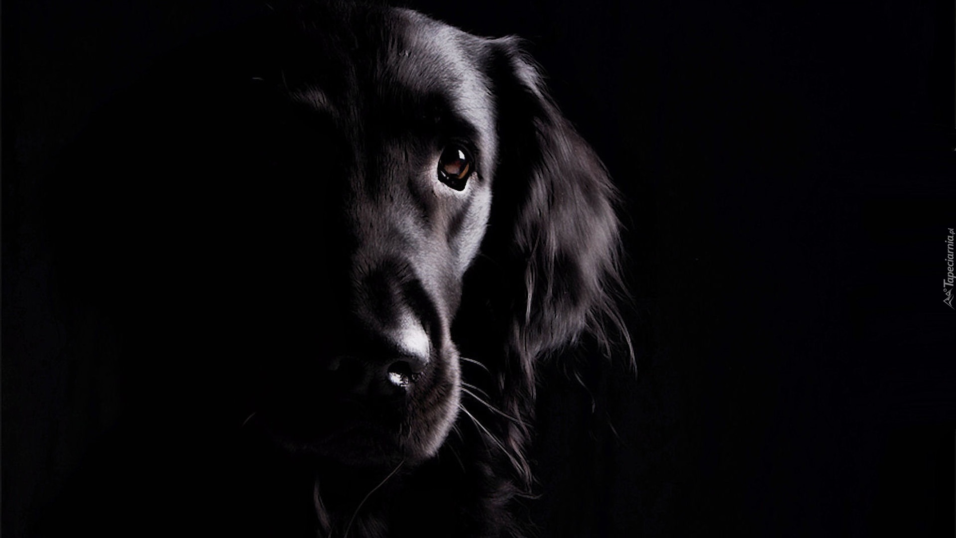 Pies, Czarne tło
