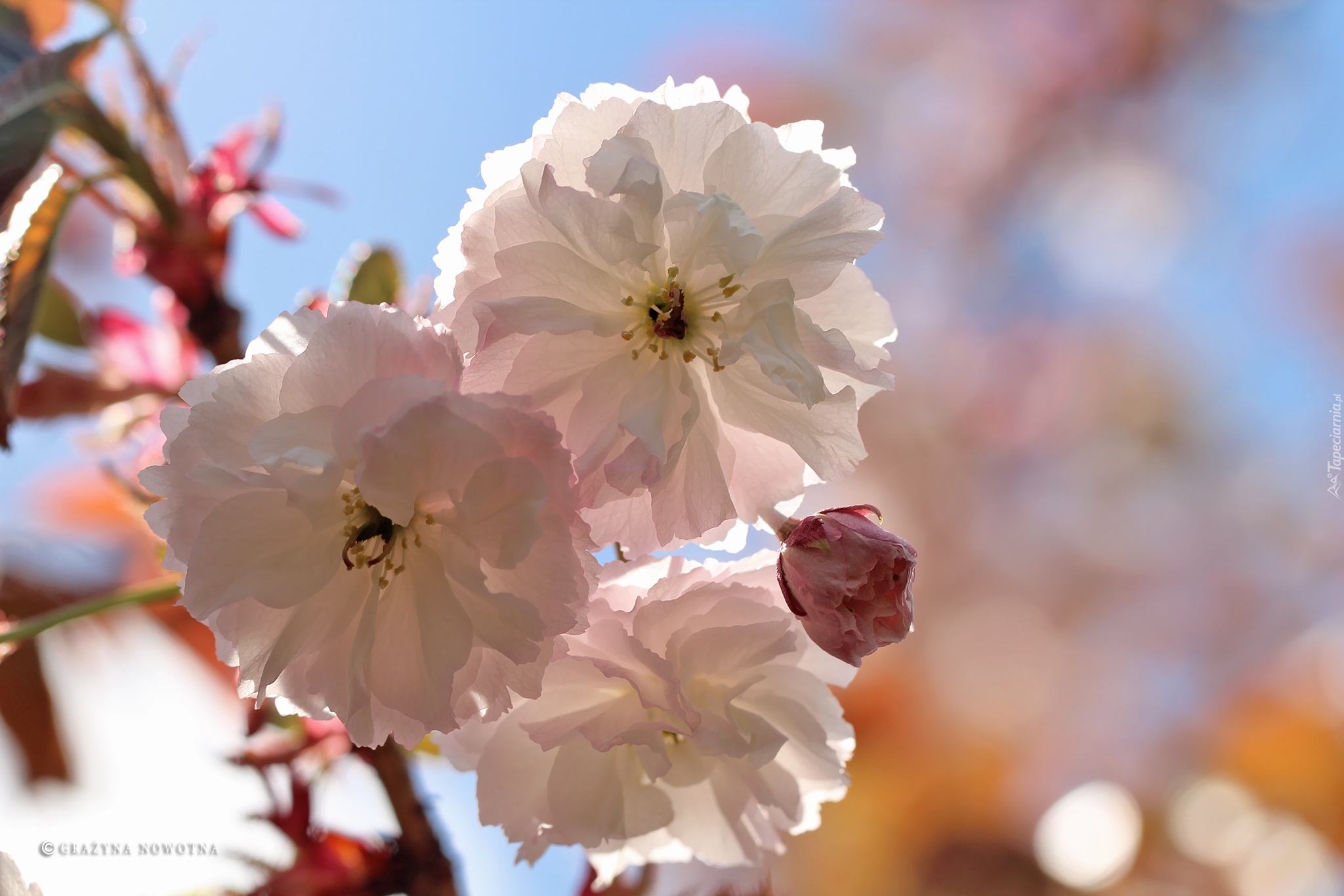 Różowe, Kwiaty,  Drzewo Owocowe, Wiśnia japońska