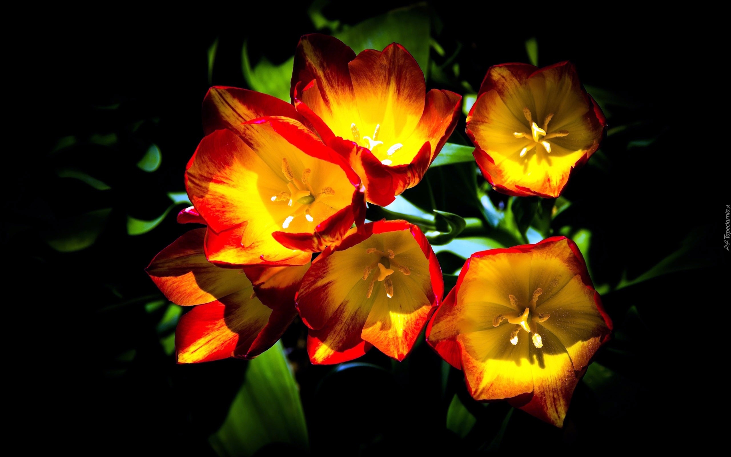 Tulipany, Przebijające Światło, Makro