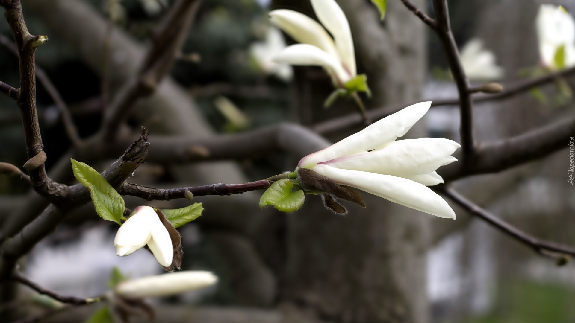 Białe, Kwiaty, Magnolii