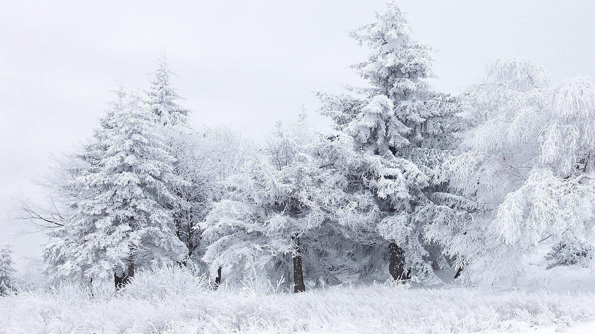 Śnieg, Szron, Drzewa