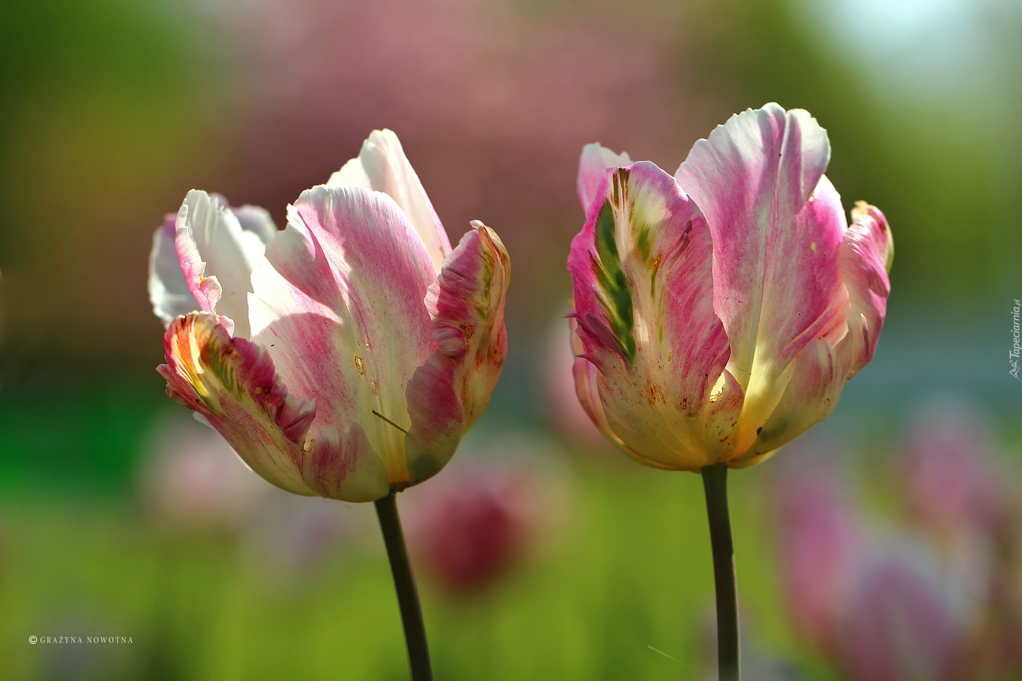 Dwa, Kolorowe, Tulipany