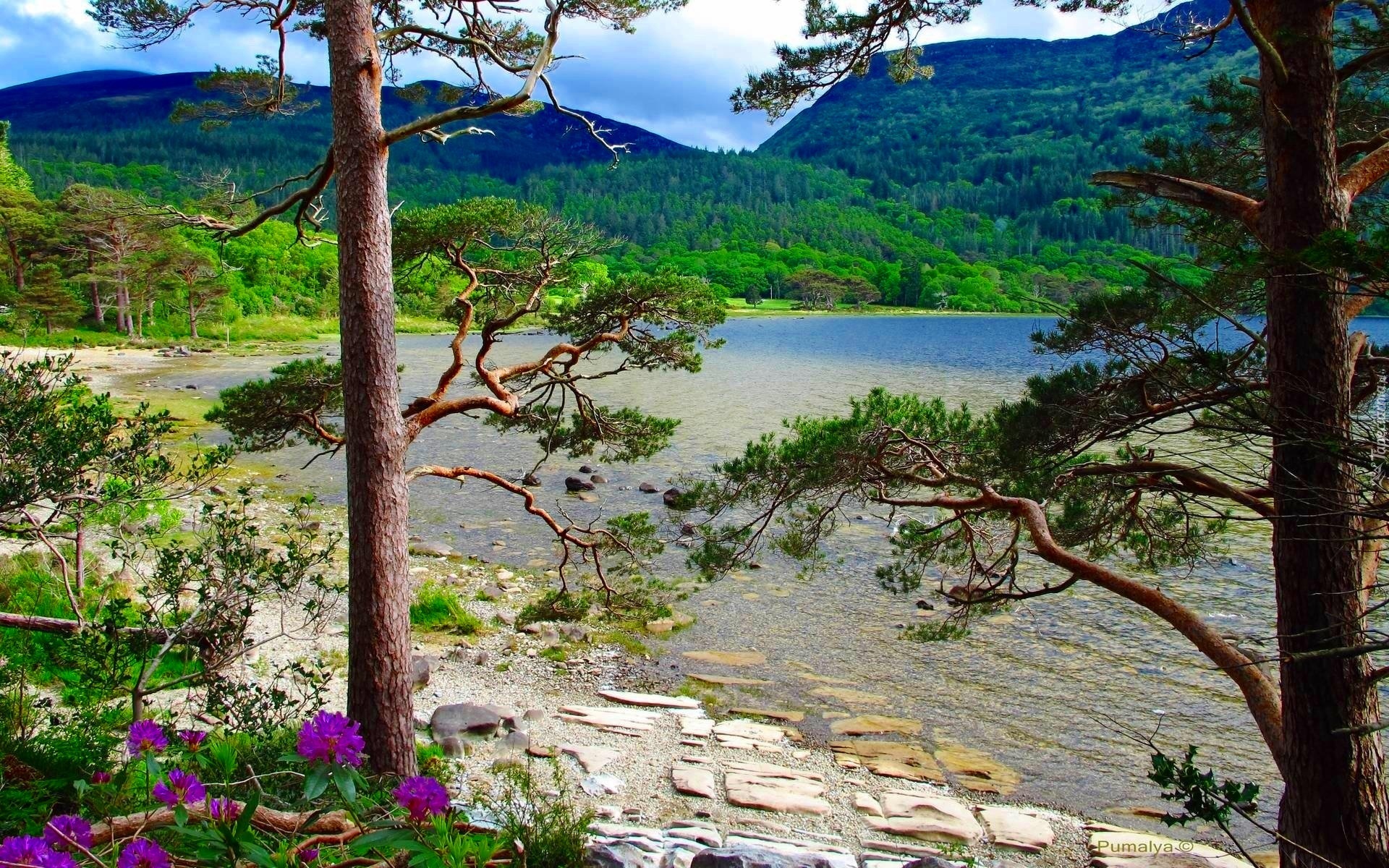 Góry, Jezioro, Drzewa, Irlandia