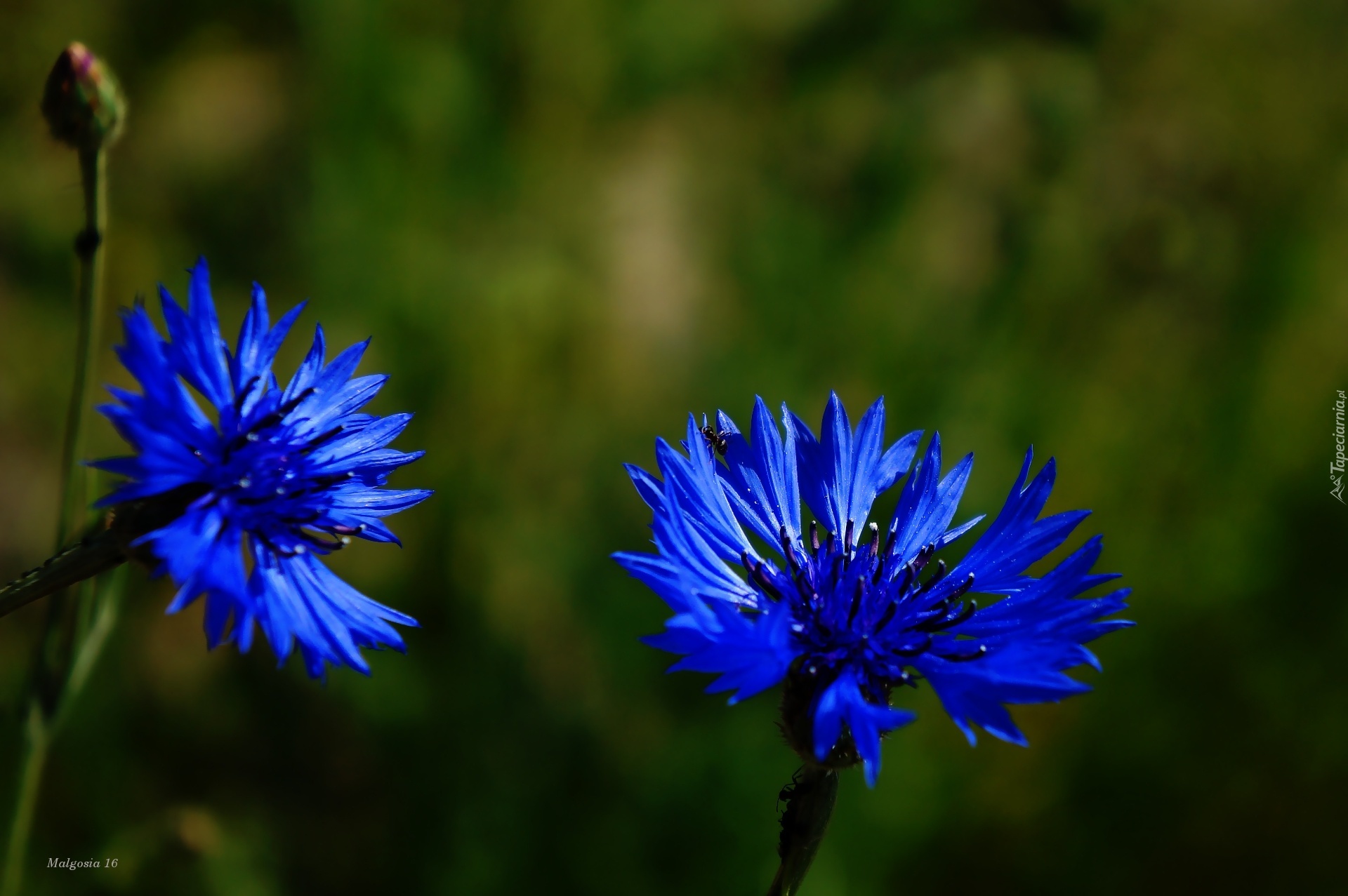 Kwiaty, Niebieskie, Chabry