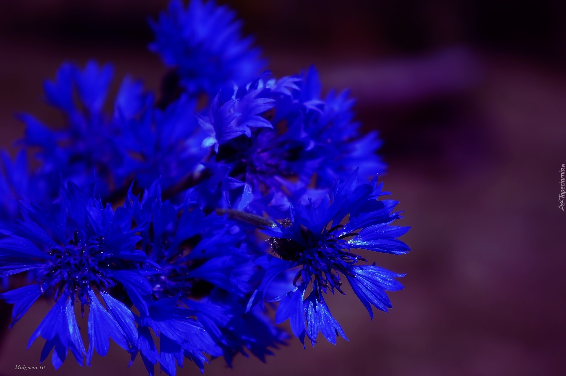 Kwiaty, Niebieskie, Chabry, Bukiet