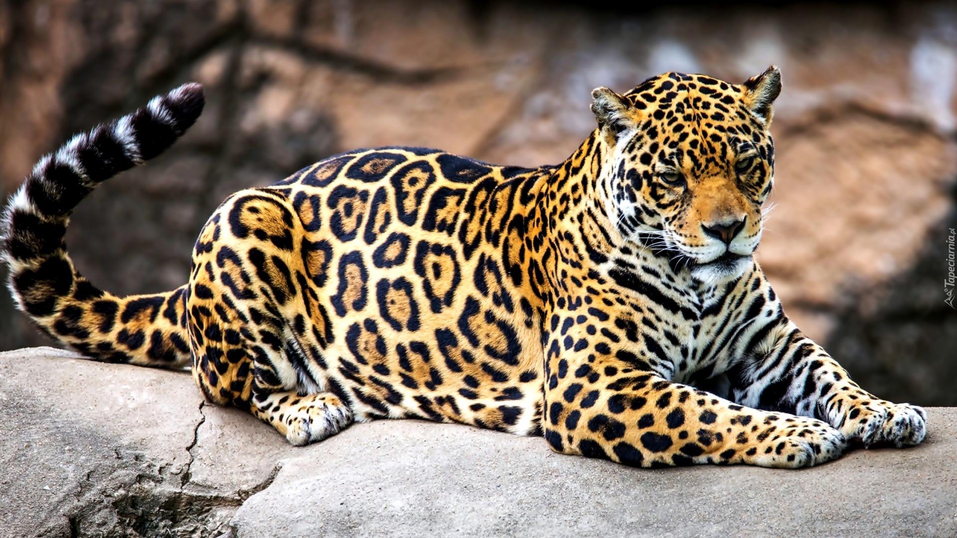 Jaguar, Kamień