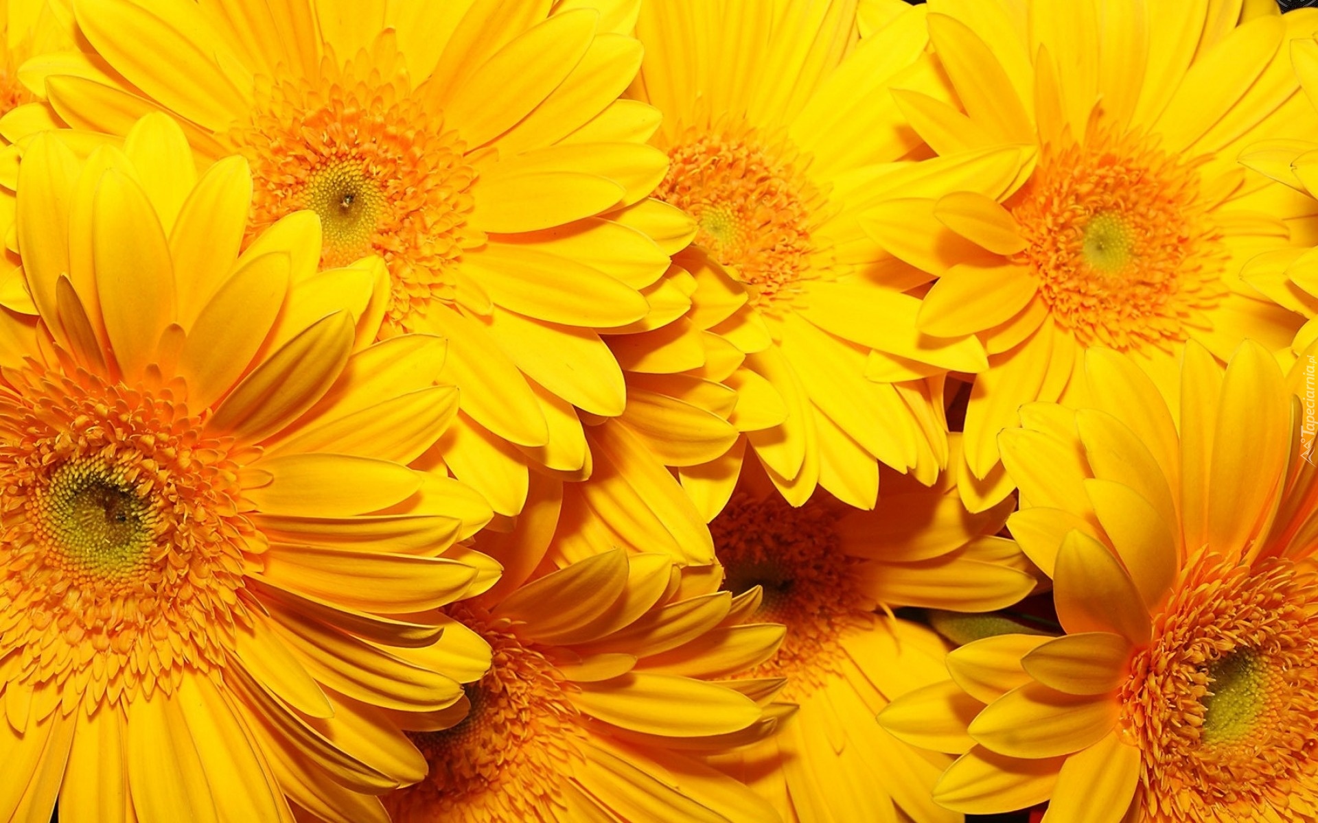 Żółte, Kwiaty, Gerbery