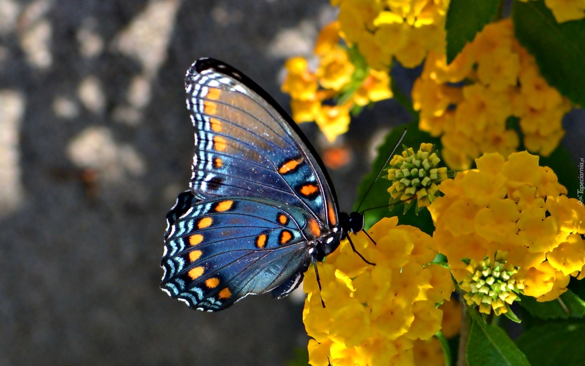 Niebieski, Motyl, Żółte, Kwiaty