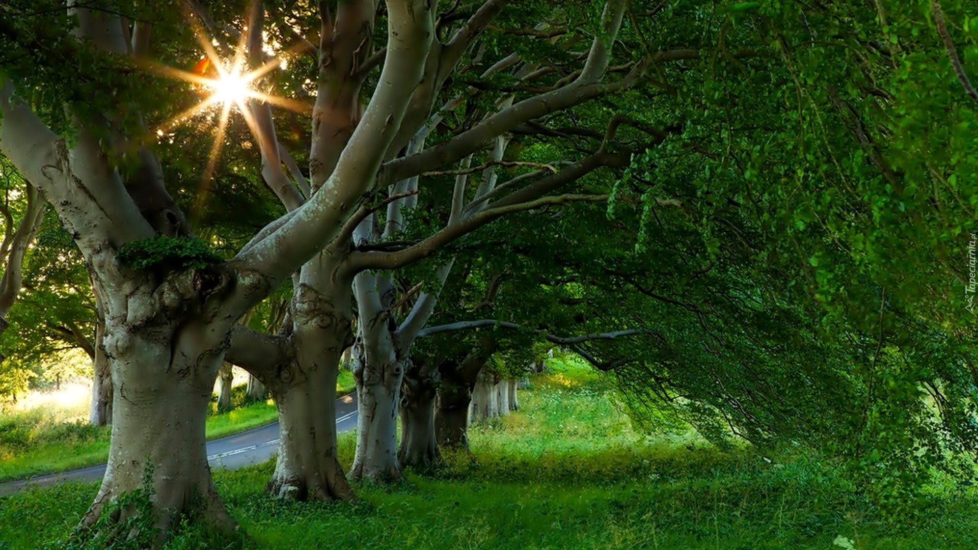 Droga, Drzewa, Promienie, Słońca