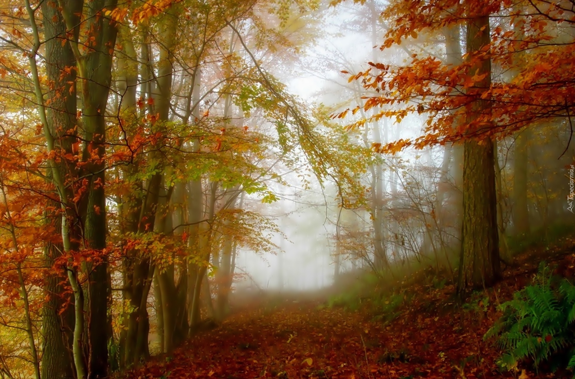 Jesień, Las, Droga, Mgła