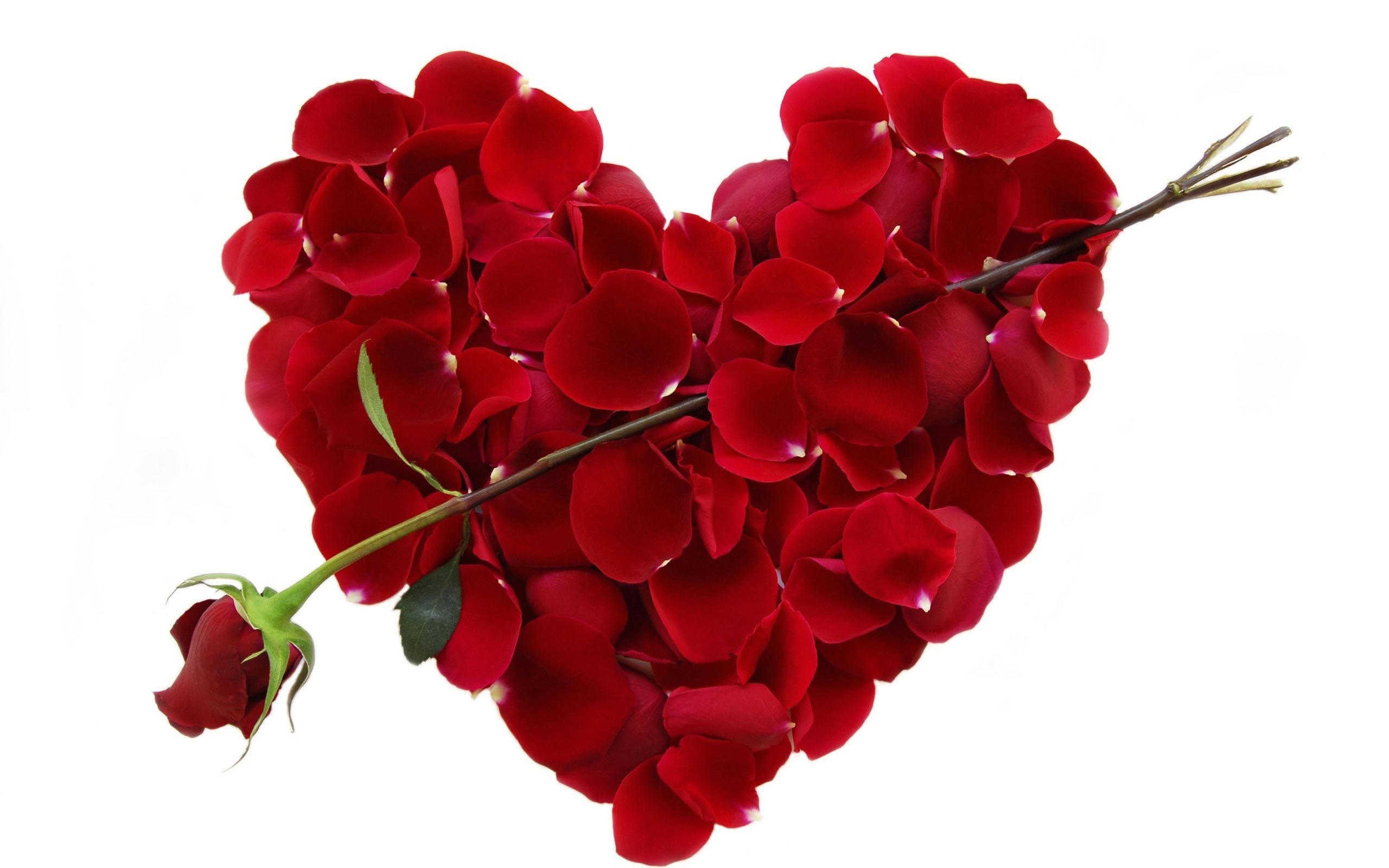 Walentynka, Czerwona, Róża, Płatki, Serce