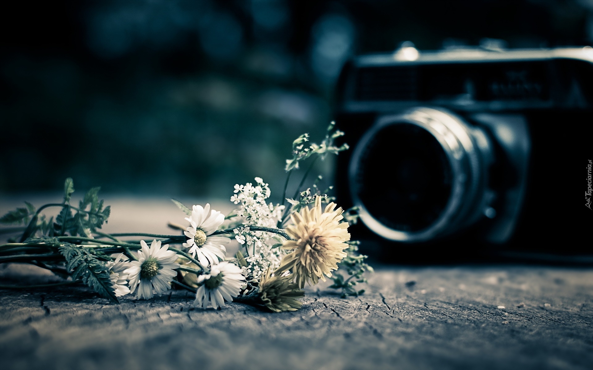 Aparat, Fotograficzny, Polne, Kwiaty