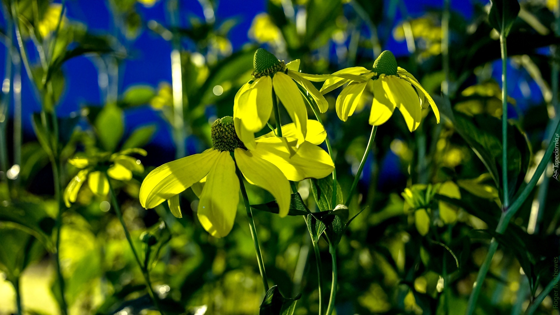 Żółte, Kwiaty, Rudbekia Lśniąca